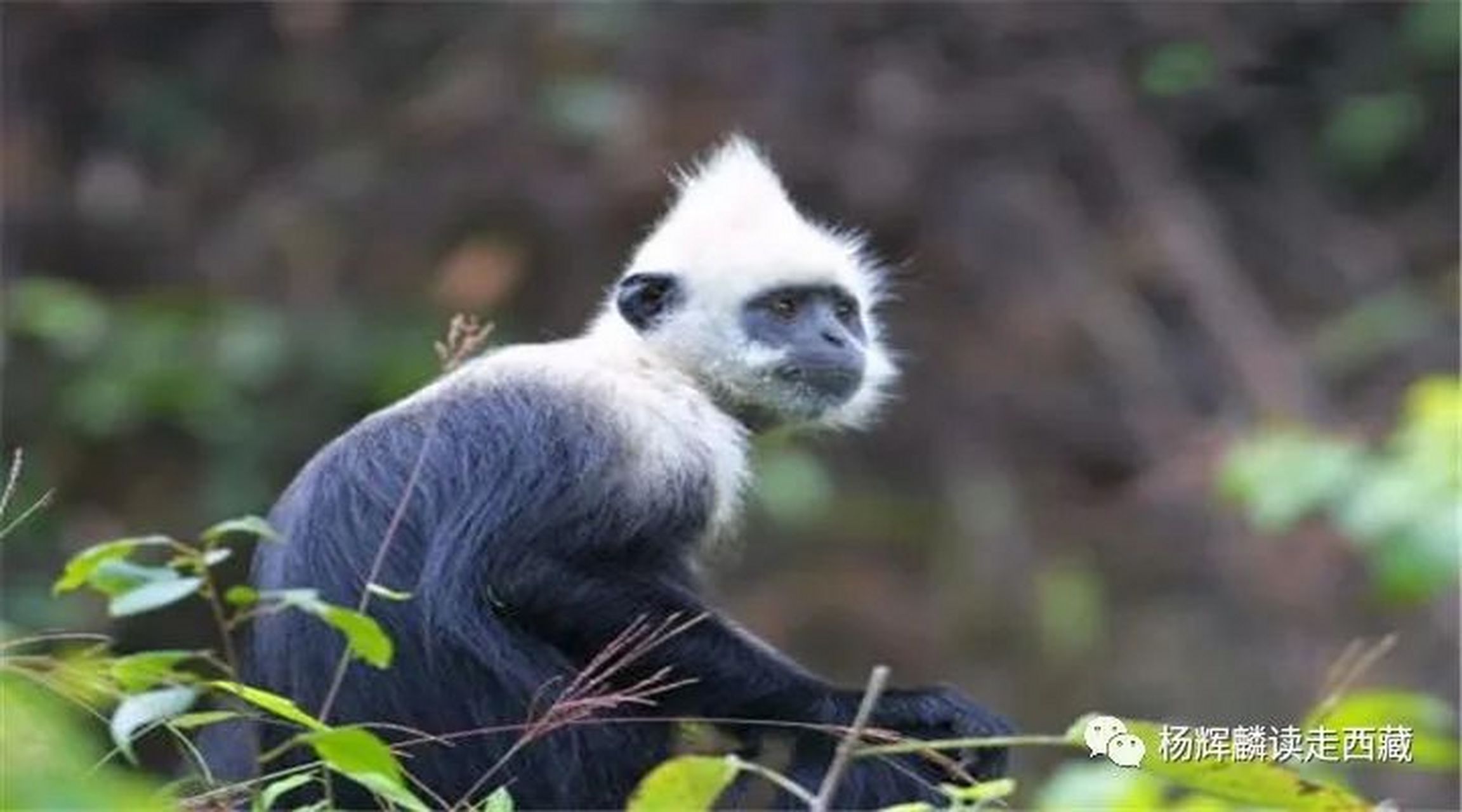 杨辉麟  墨脱骄子——长尾叶猴  听说墨脱的长尾叶猴不仅个头大