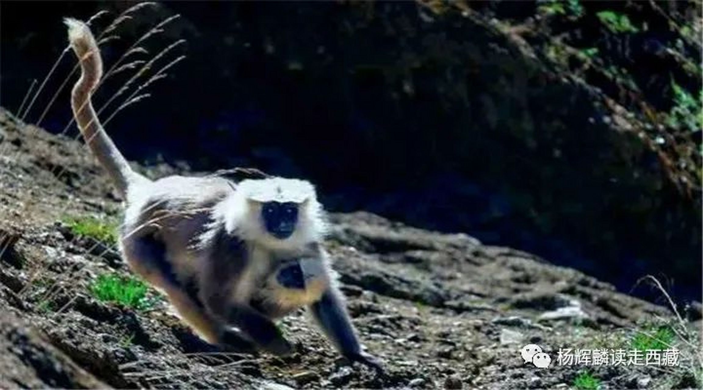 杨辉麟  墨脱骄子——长尾叶猴  听说墨脱的长尾叶猴不仅个头大