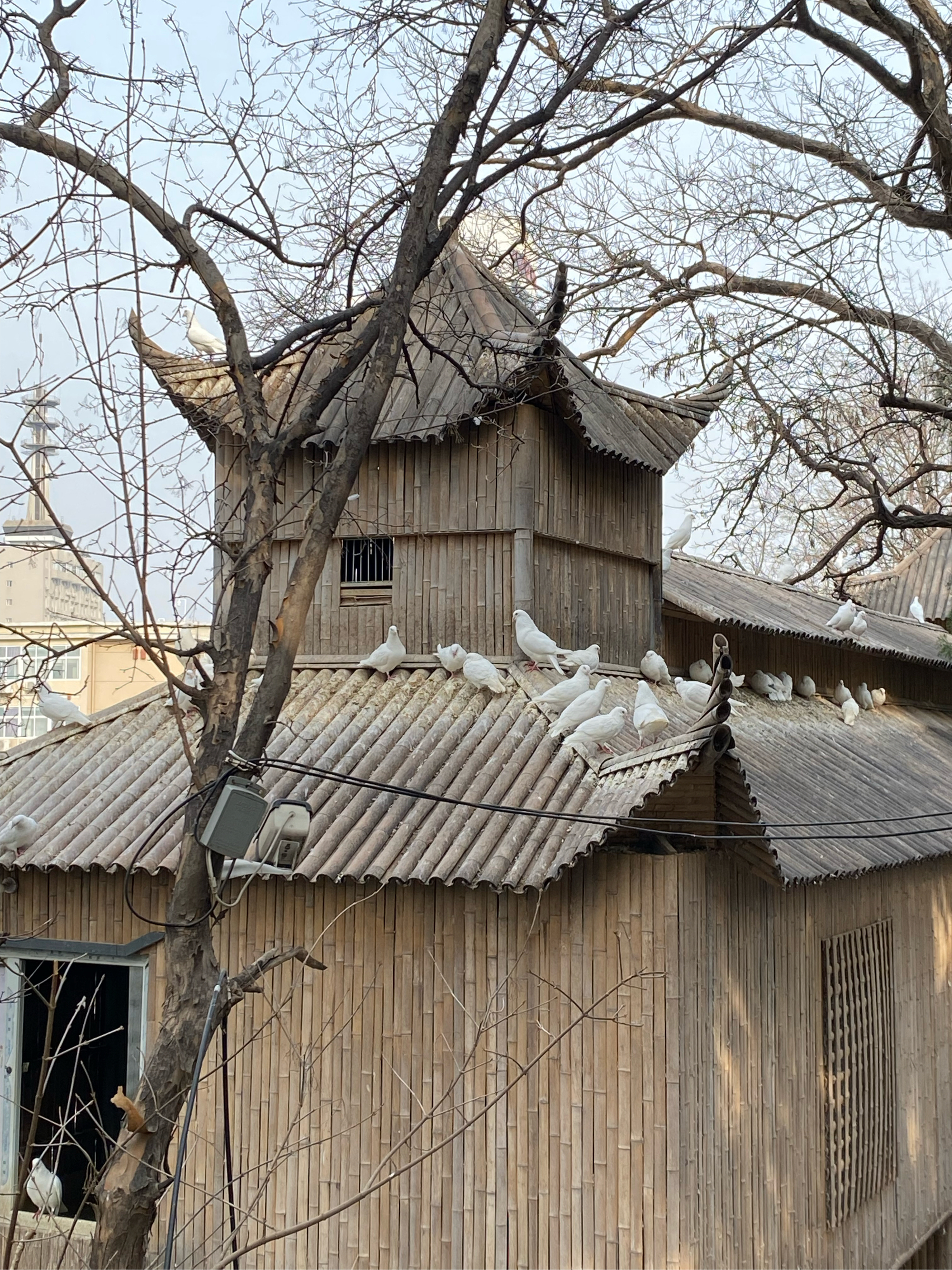 郑州大展鸽子房图片