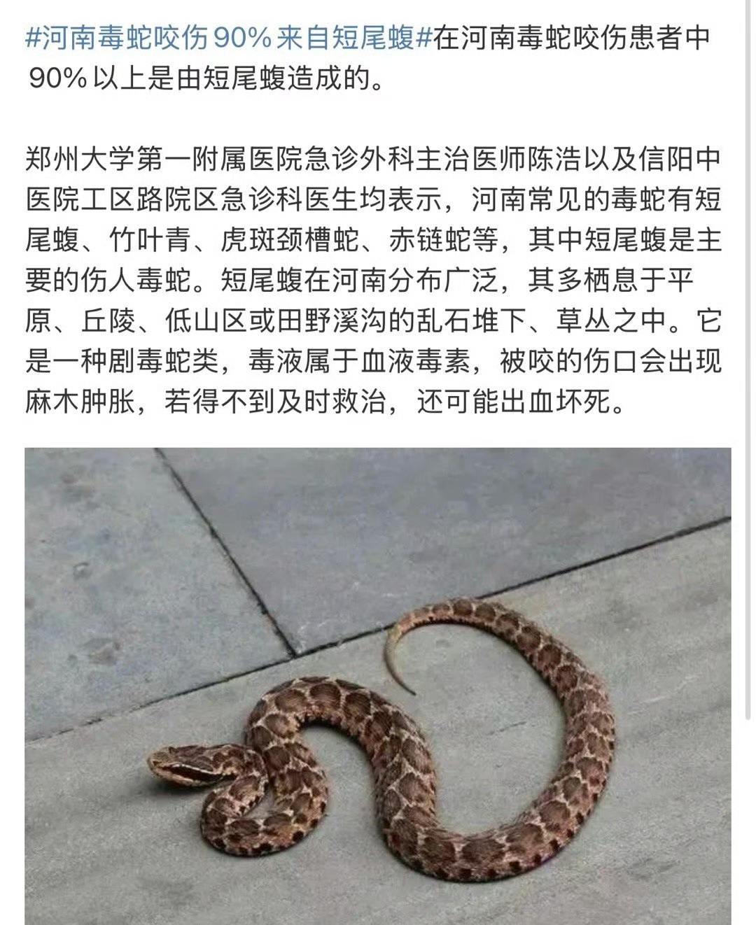 河南的土尾蝮蛇,我们叫土布袋,有剧毒