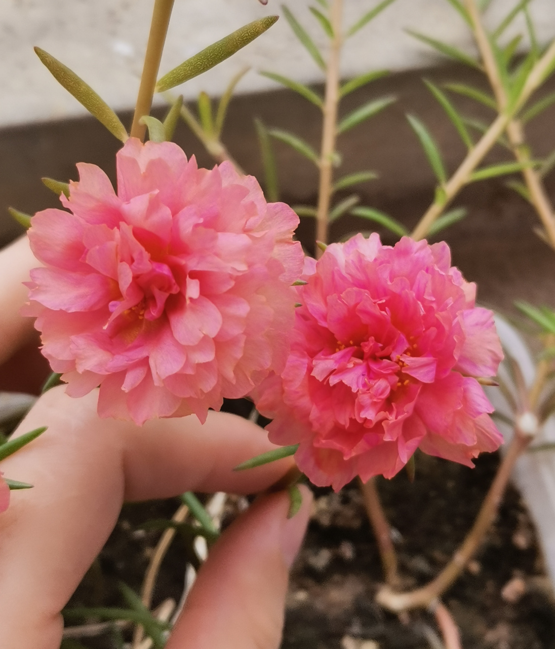 太阳花,又名大花马齿苋,以其朴实无华的形象给人以亲切感.