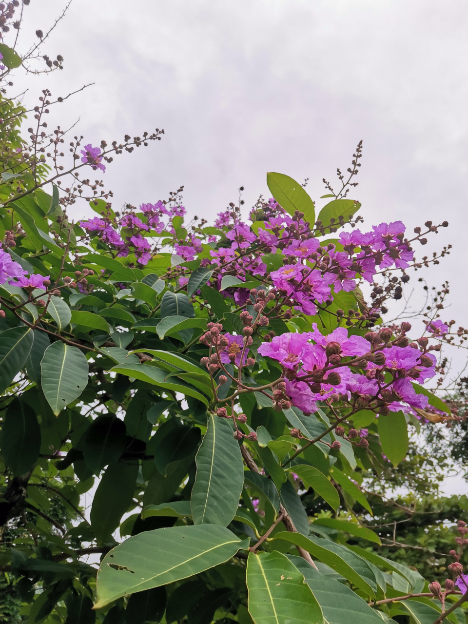 花# 别名:大叶紫薇,百日红,巴拿巴,五里香,红薇 科属:千屈菜科