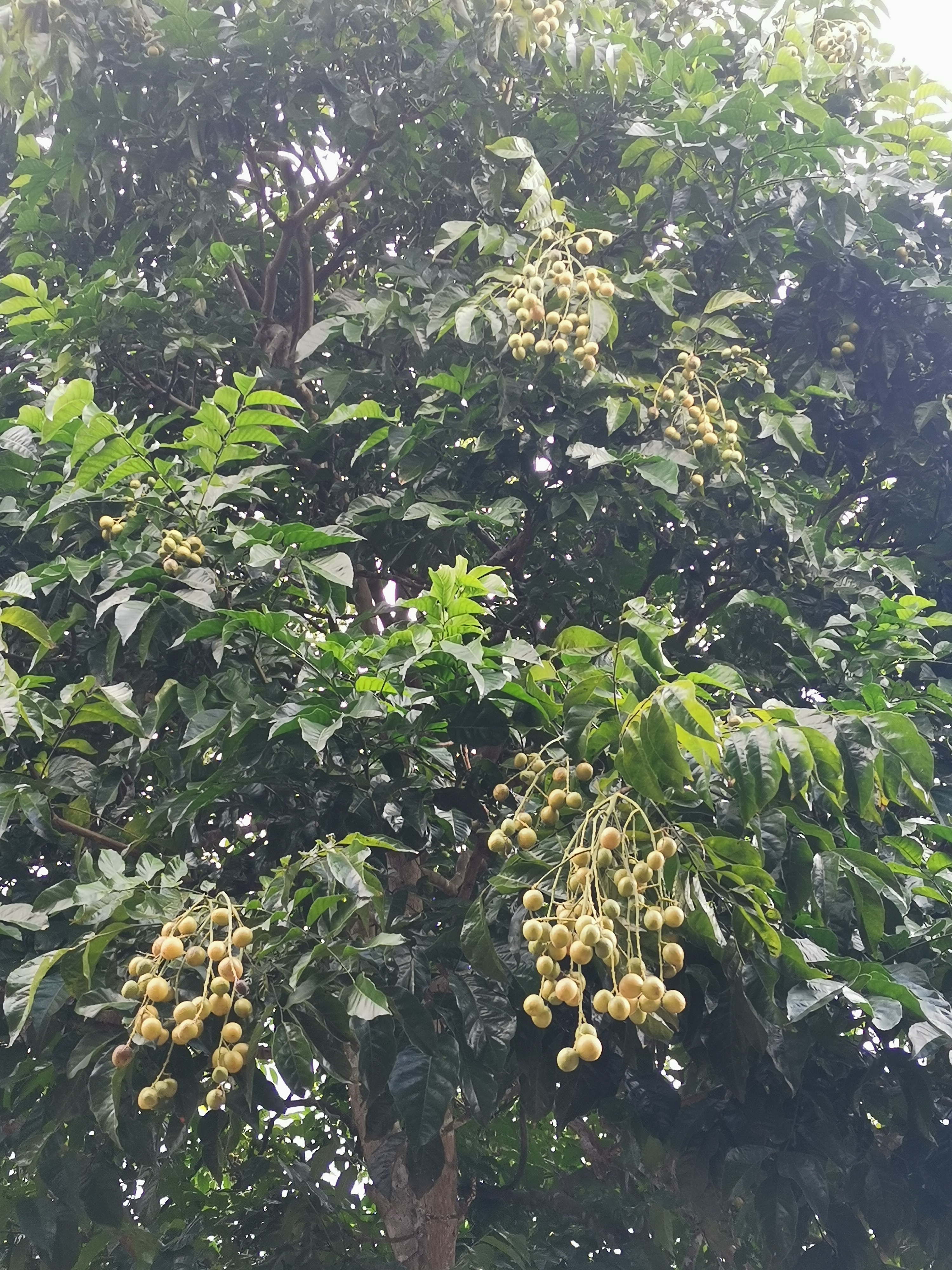 黄果树植物的图片黄皮果的图片黄皮果图片黄果树是什么树黄皮果图片