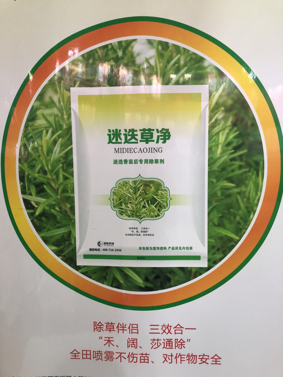 迷迭香禾阔莎通除除草剂