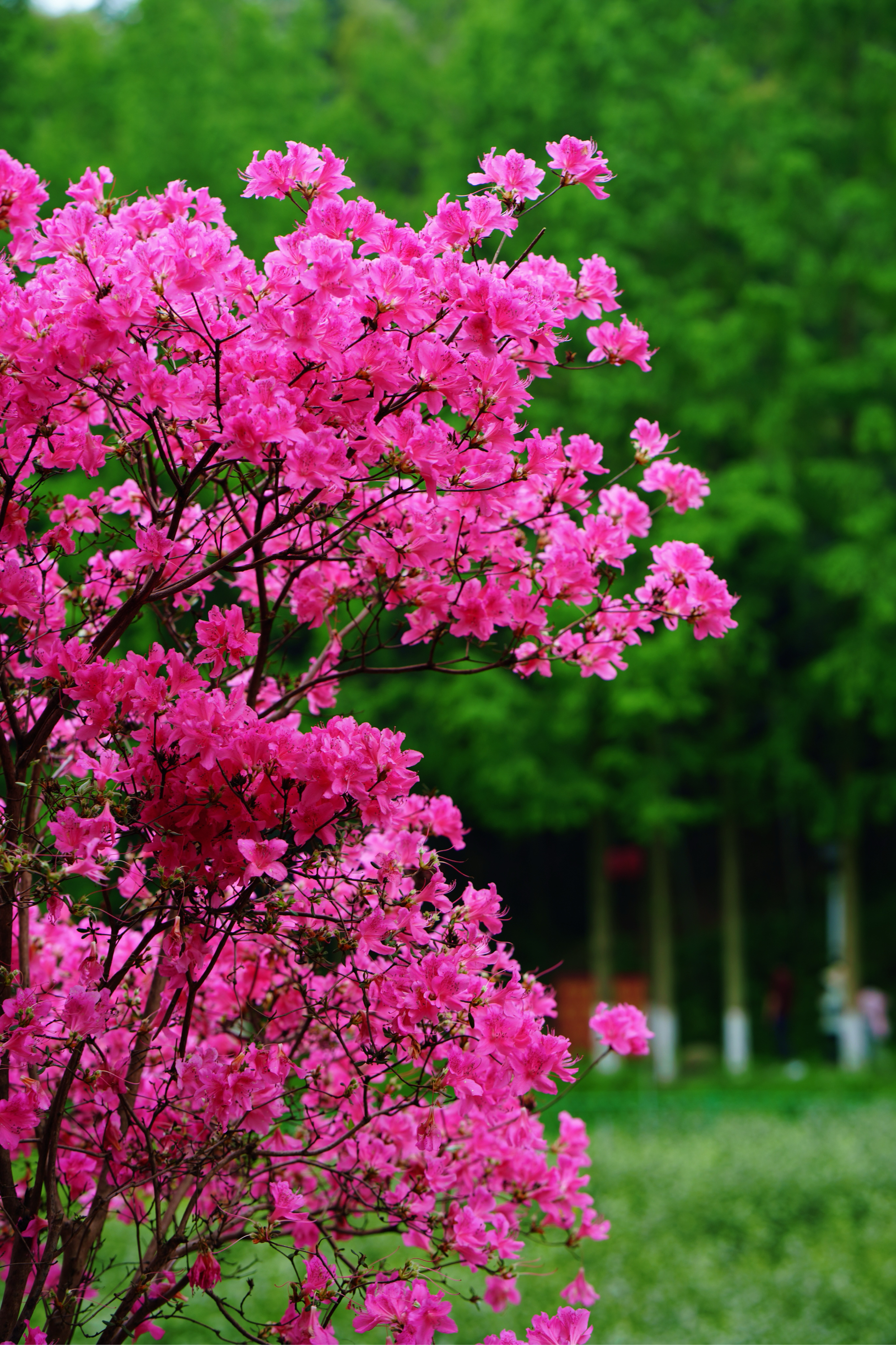 六安市市花图片