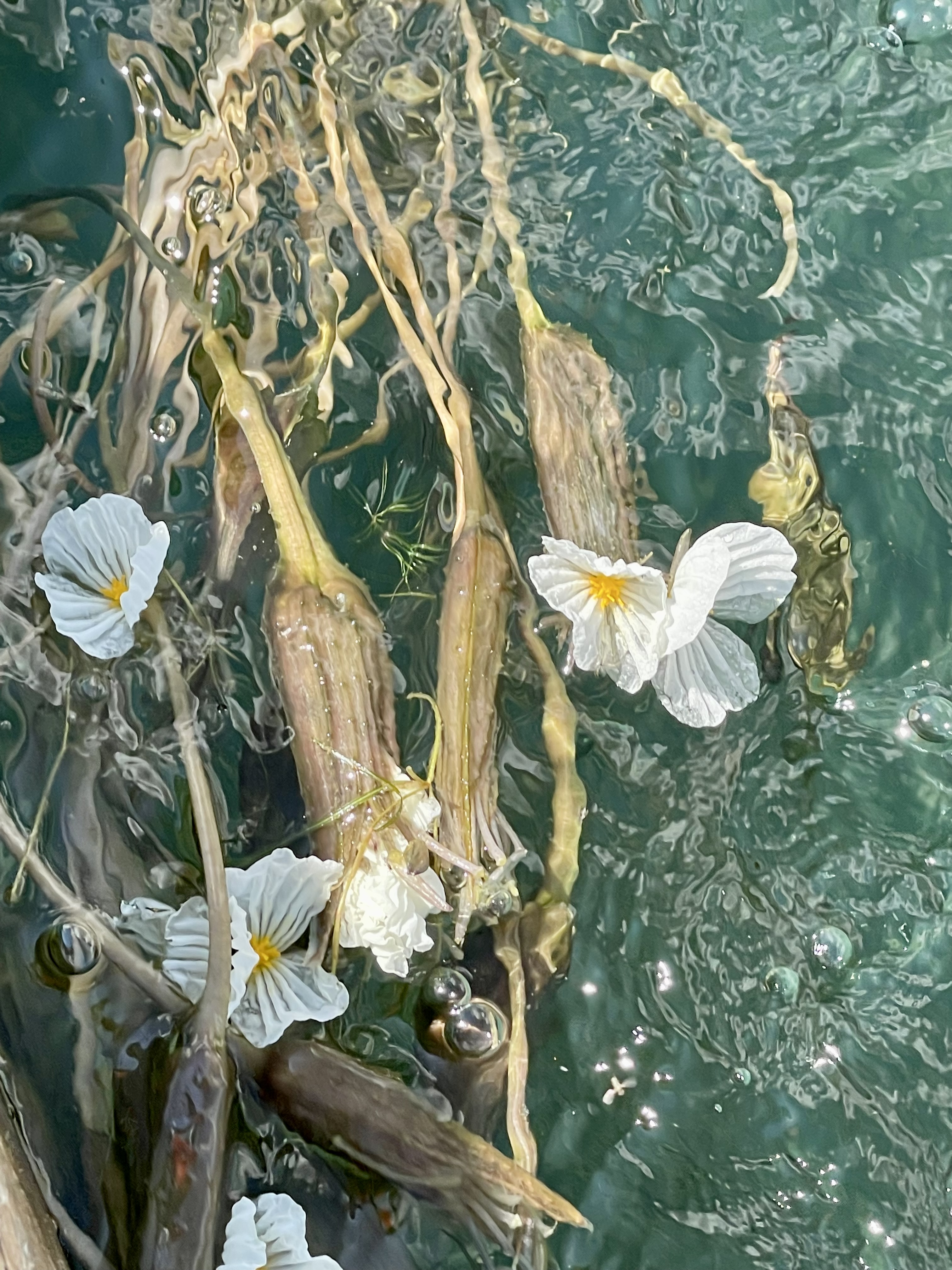 水性杨花波叶海菜花图片