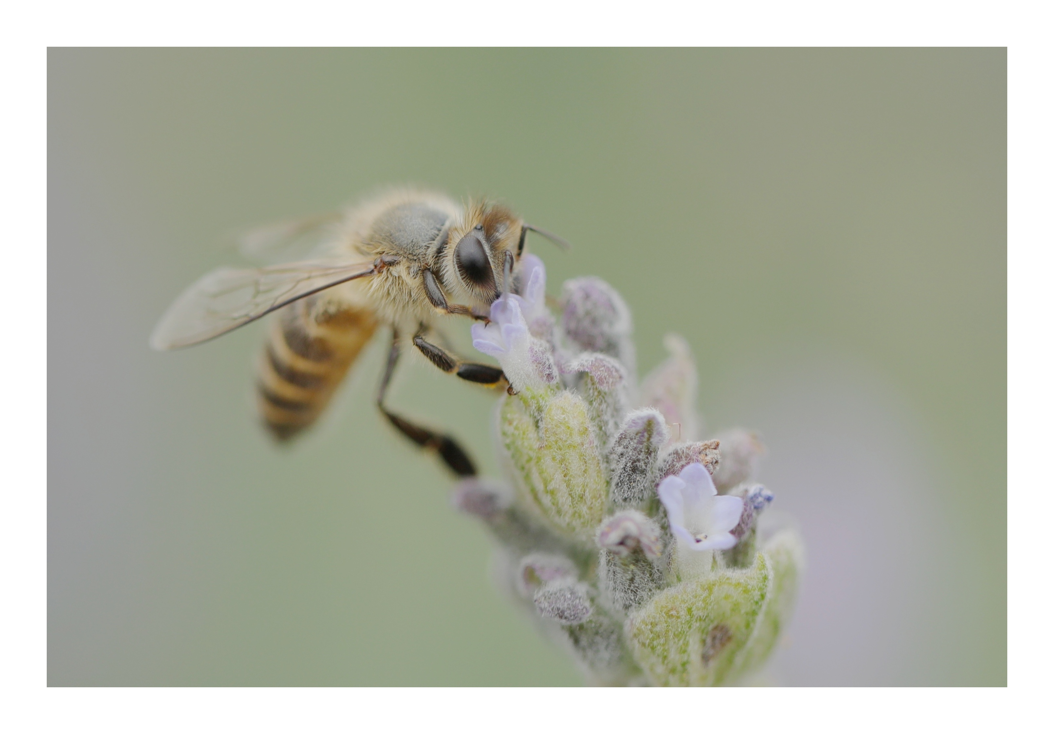 梦见蜜蜂和蜂蜜是什么(梦见蜜蜂和蜂蜜是什么意思) 梦见蜜蜂和蜂蜜是什么(梦见蜜蜂和蜂蜜是什么意思)