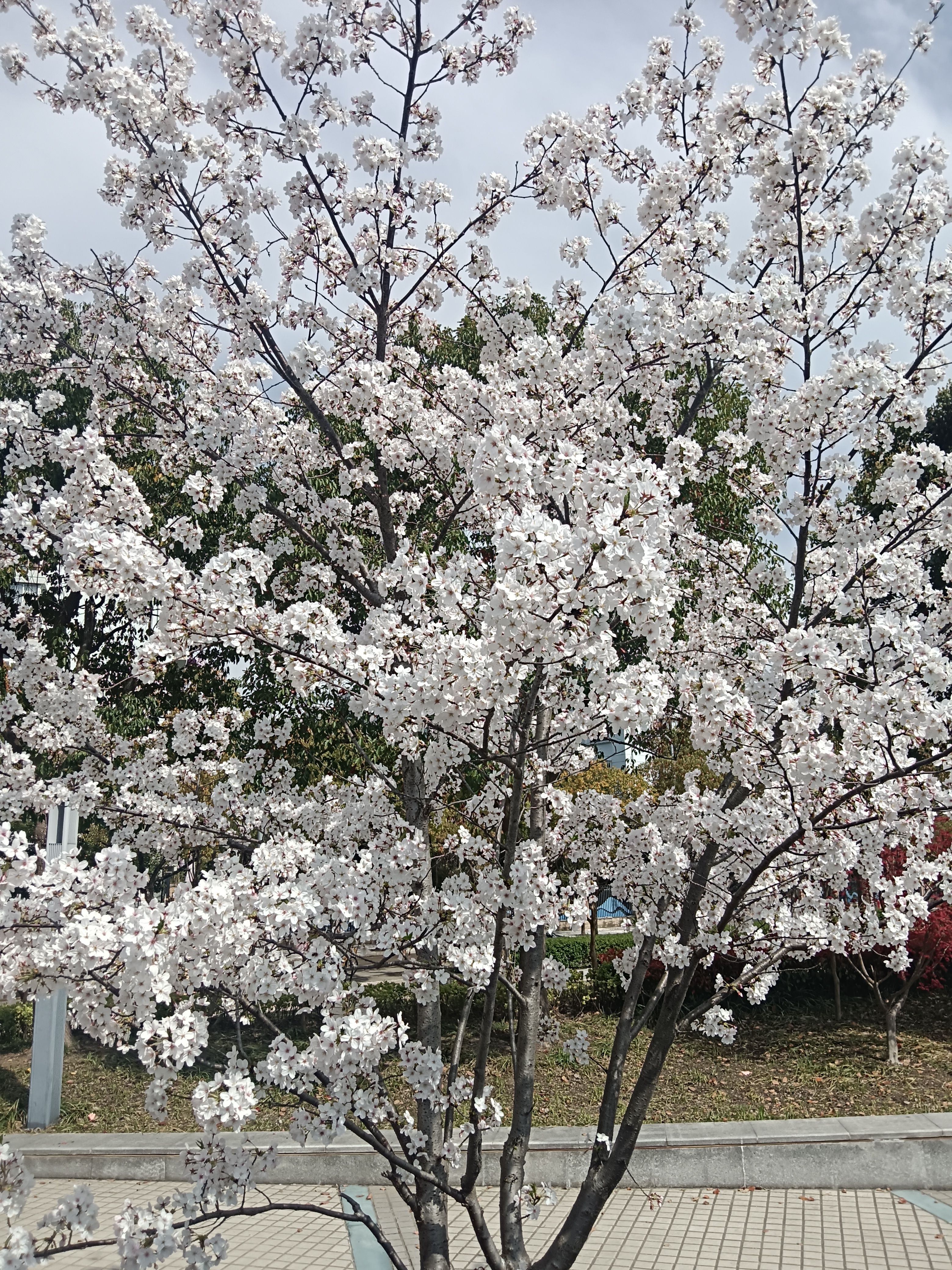 樱花树真实图片素材图片