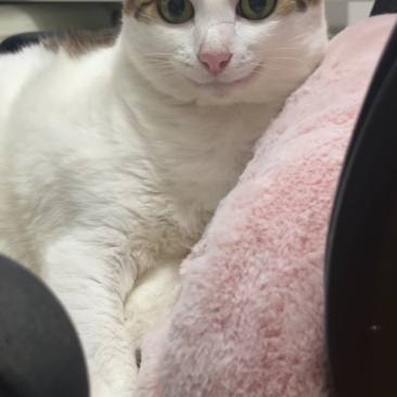 喵星人居然玩起了自拍,那小模样太萌啦!