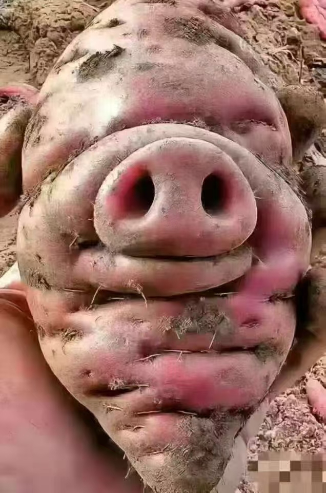 带上真诚,一抱头鼠窜图片完齿猪图片磕碜搞笑图片东北的猪埂梗图片