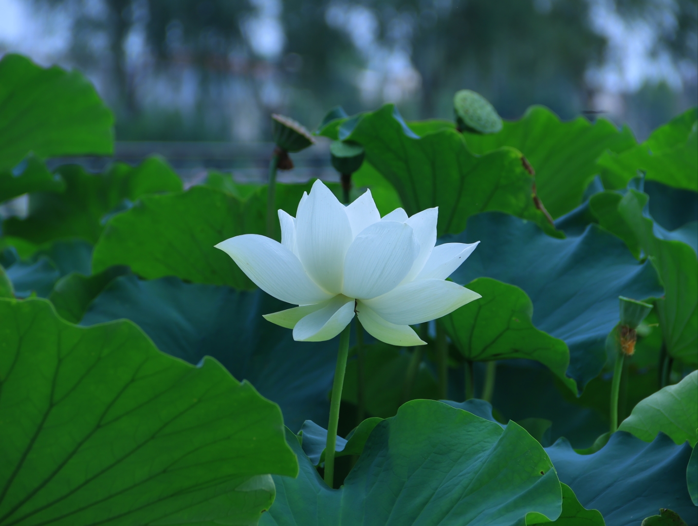 出淤泥而不染,濯清涟而不妖,中通外直,不蔓不枝