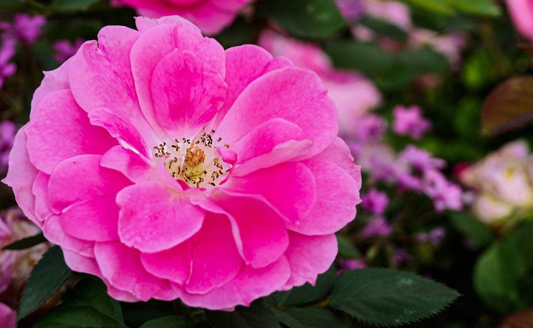 95这朵粉红色的玫瑰花,仿佛是春天的使者,轻轻诉说着浪漫的故事