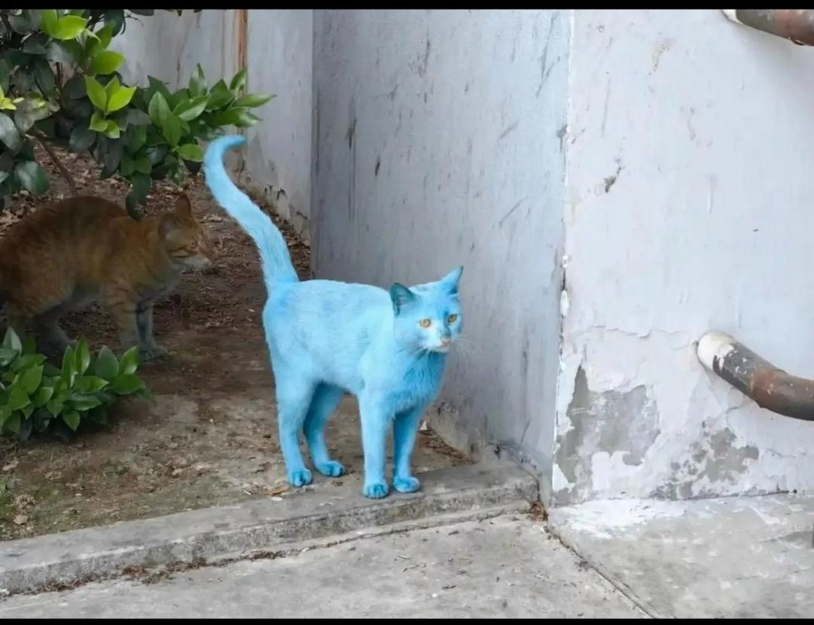 格格巫想把阿兹猫变成蓝精灵还是这是蓝猫淘气三千问主角还是阿凡达人