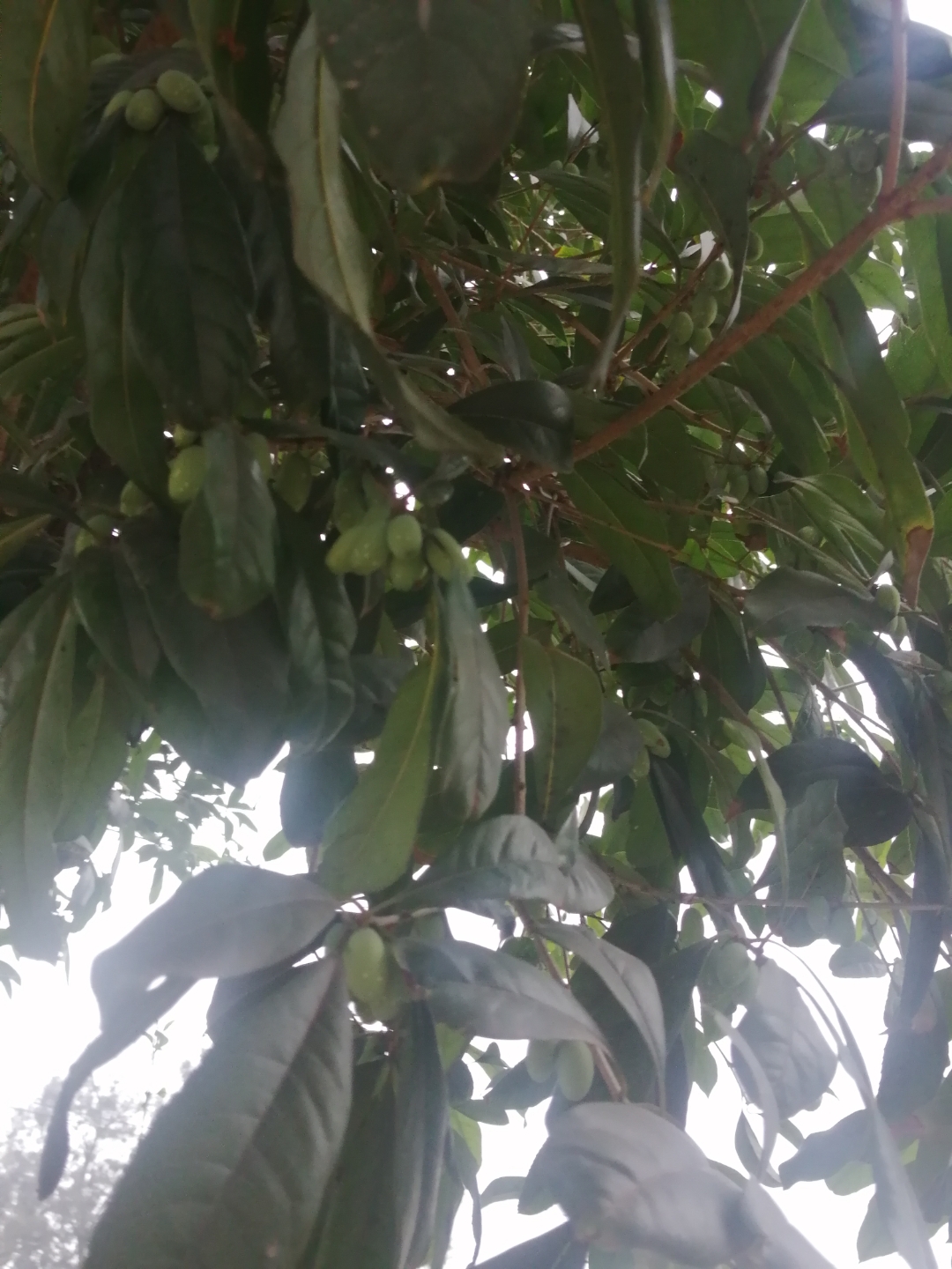 特别的桂花树果