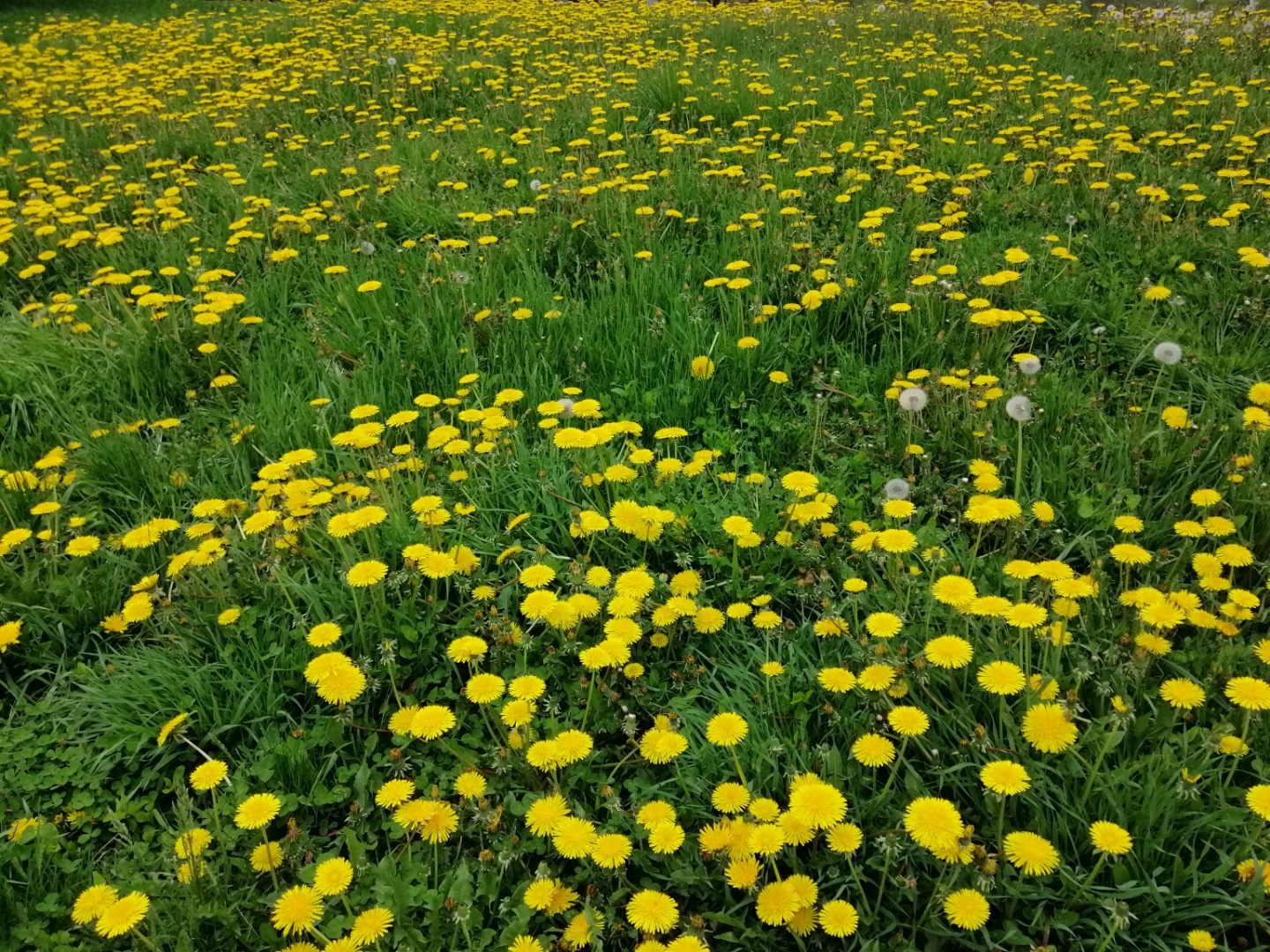 苦菜花也有春天!