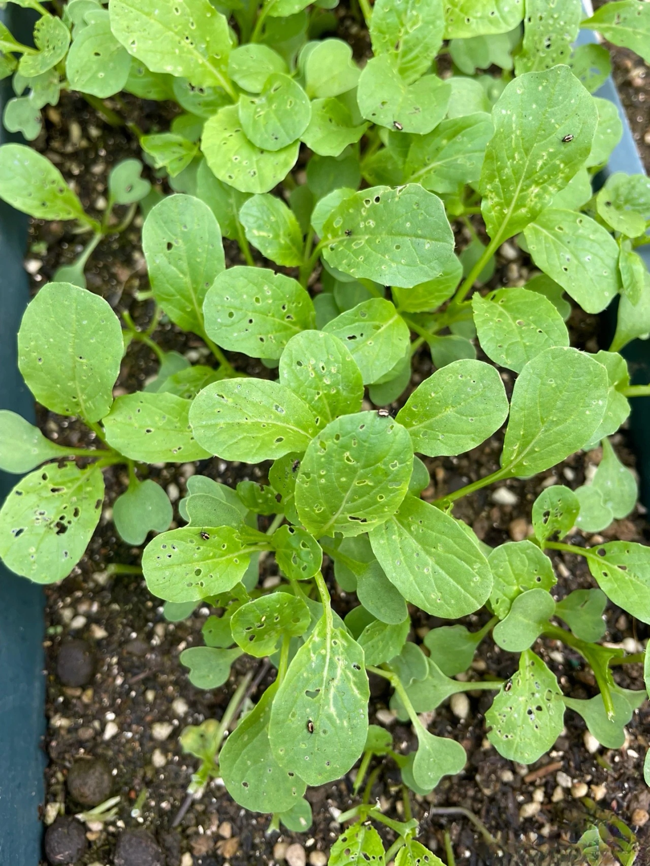 跳甲是一种常见的害虫,主要危害白菜,萝卜,白菜等十字花科蔬菜,这种