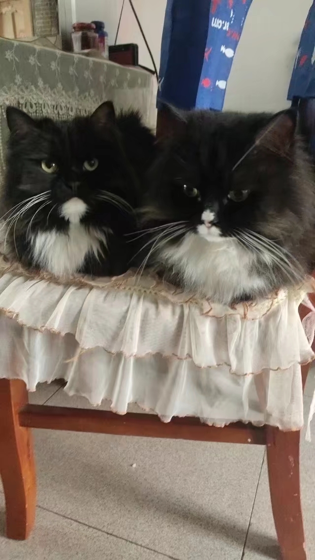 之一  ——歪打正着——  我叫"倪妮",有时也被称作二毛驴子或小坏蛋