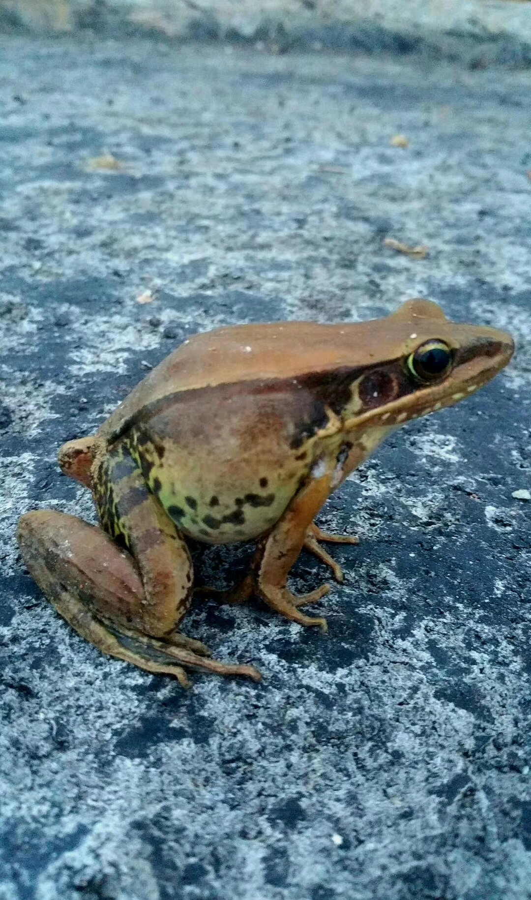 它生活在大山里的沼泽地,有些人叫它犁头蛙,不知你是怎么叫呢?