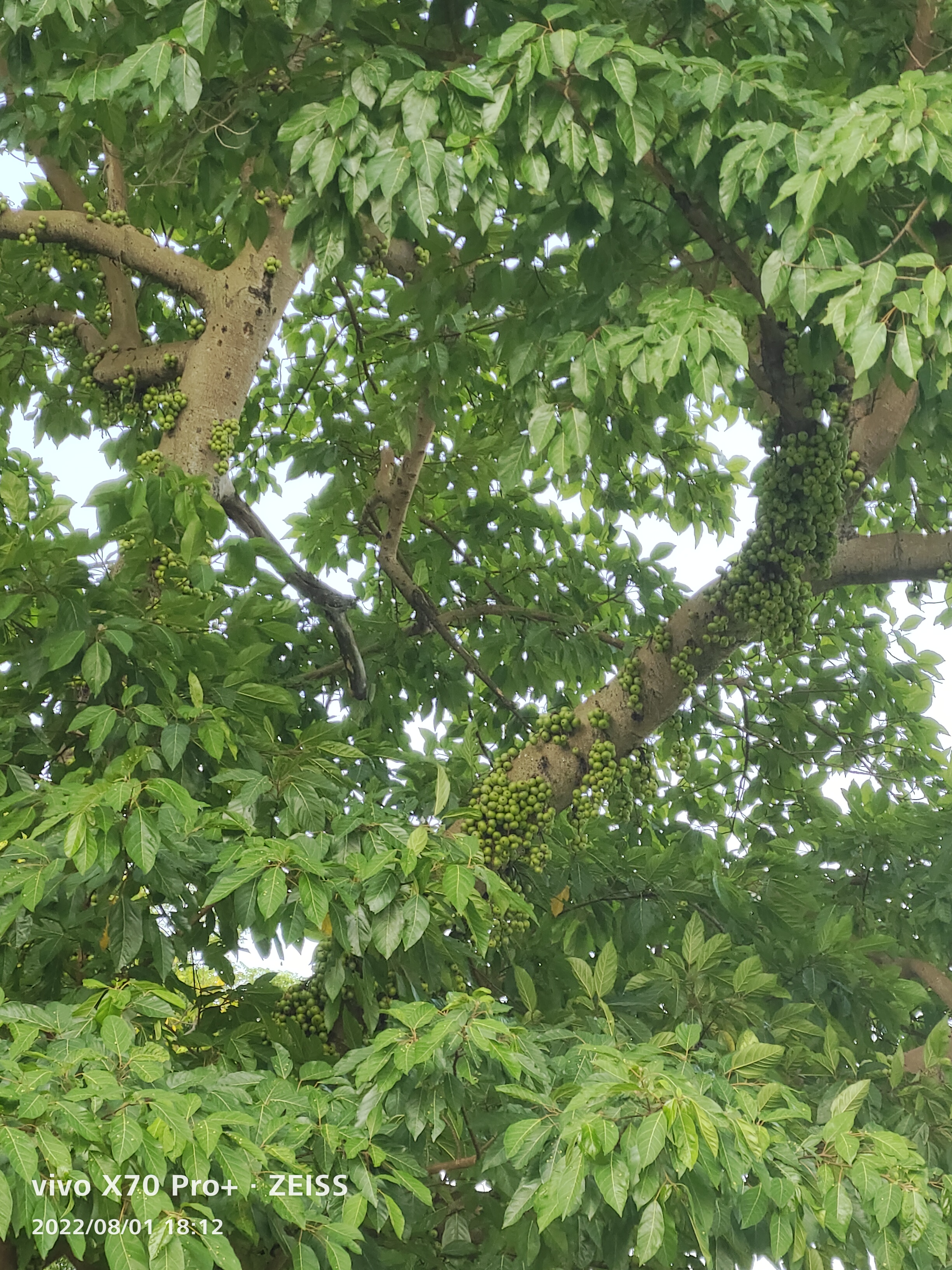 罗曼罗兰:  狭路相逢宜回身 往来皆是暂时人  云淡风轻 ……  《秋日