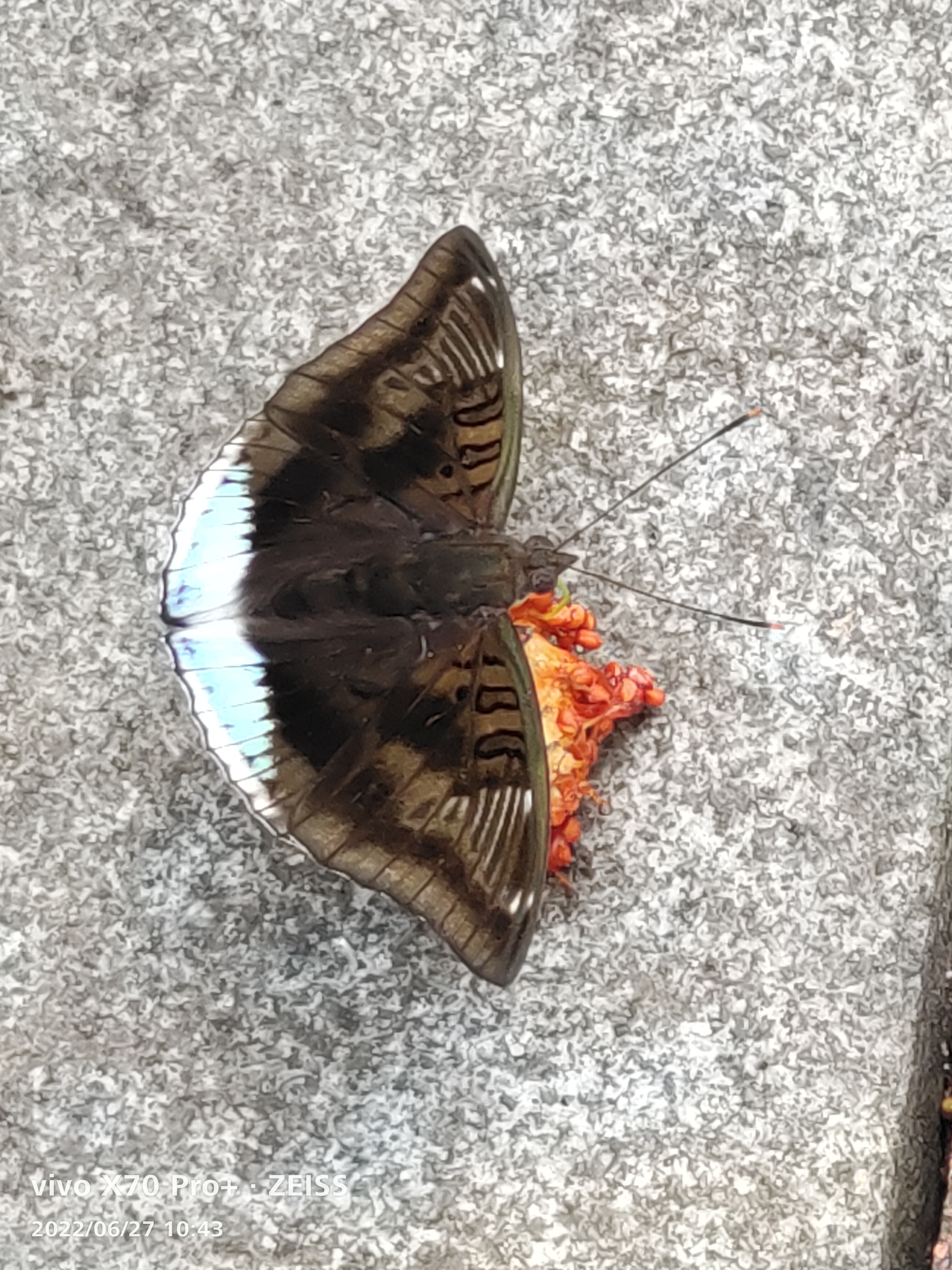 蝴蝶的鼻子和舌头?  嘴巴?血的颜色?