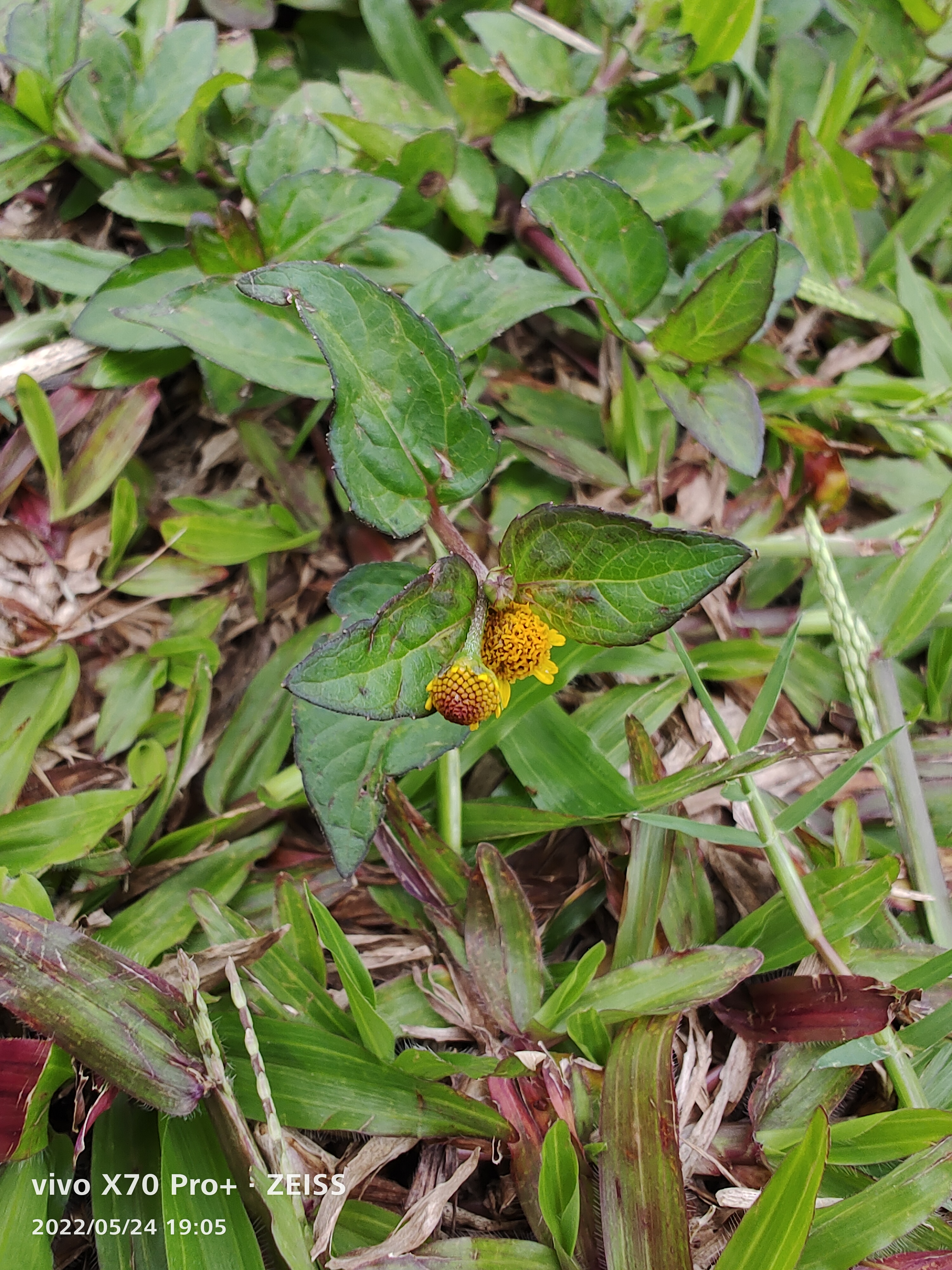 牙痛的克星植物图片图片