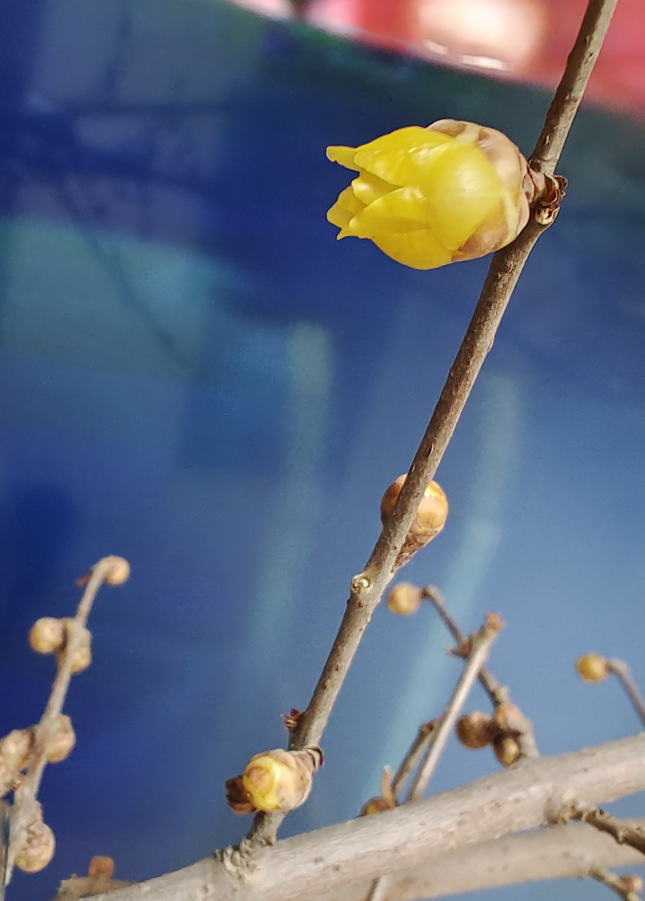 干枝蜡梅开花了 不负我几周的期待