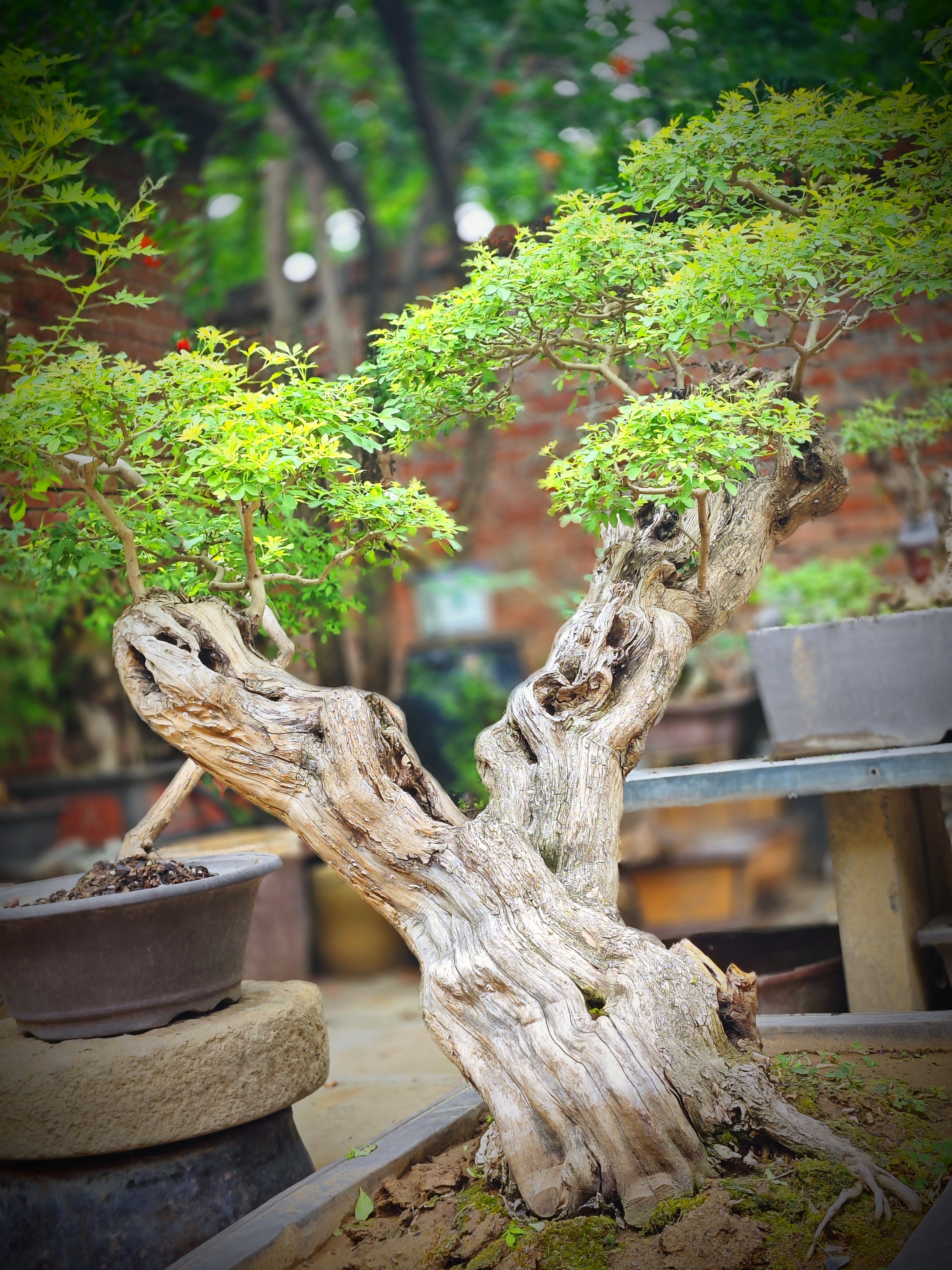 黄荊盆景 一眼就被这盆盆景树吸引,根部裸露却显得如此坚韧,枝叶繁茂