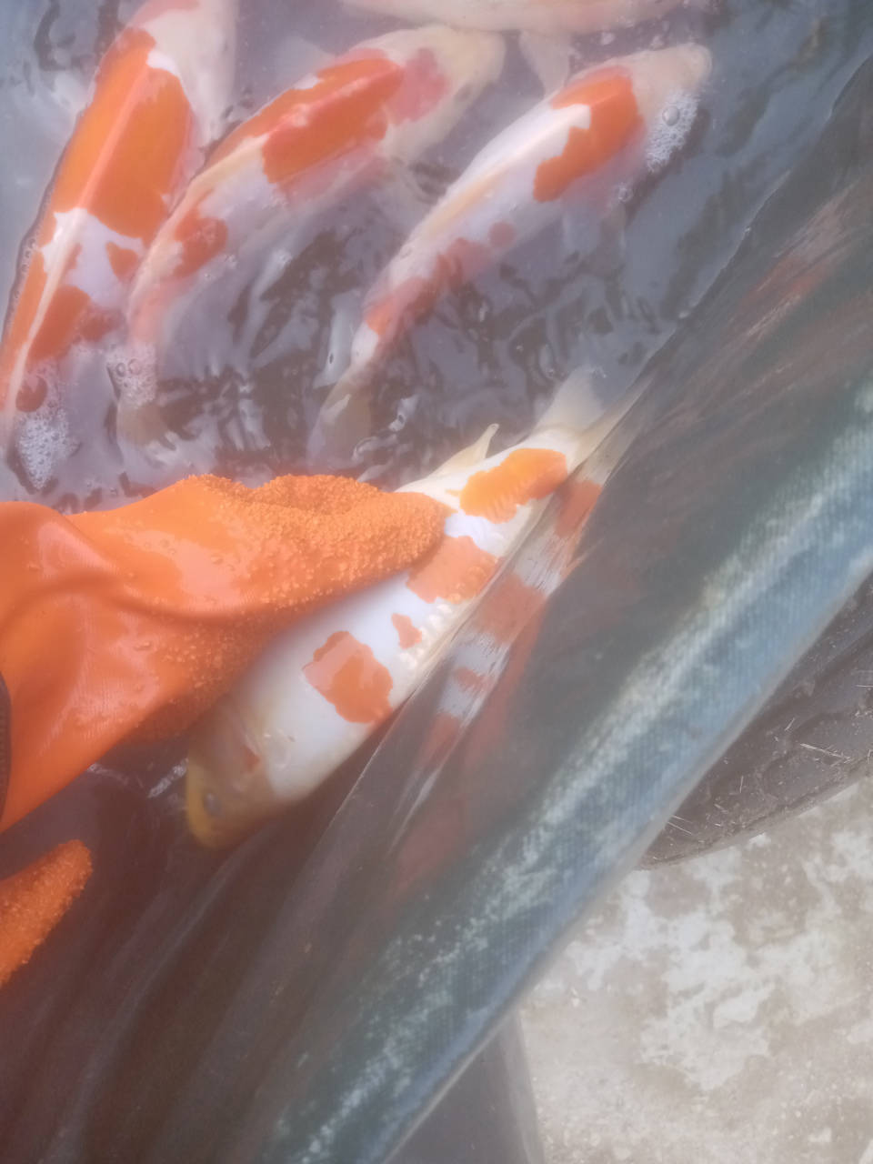 无鳞锦鲤,鱼缸养很漂亮 美丽的鱼