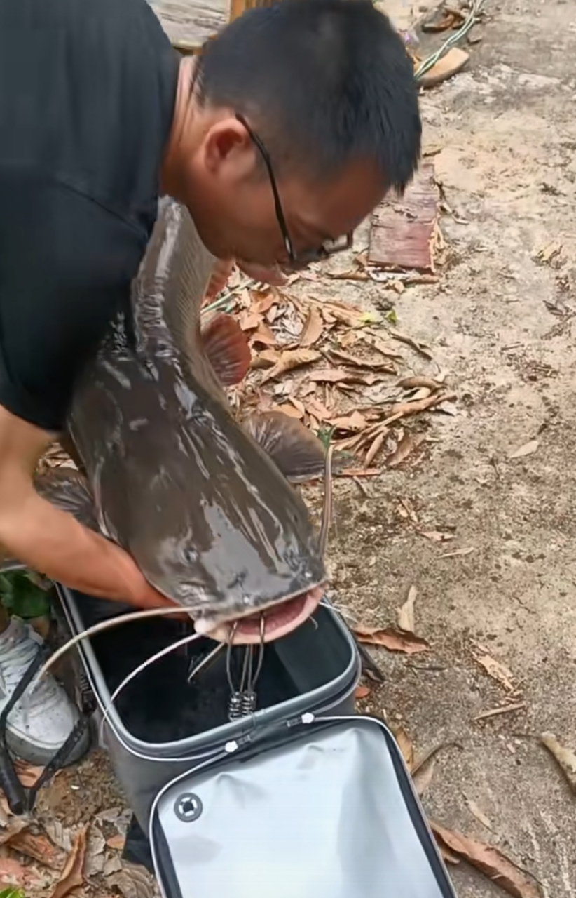 好大的鲶鱼!起码有30斤吧