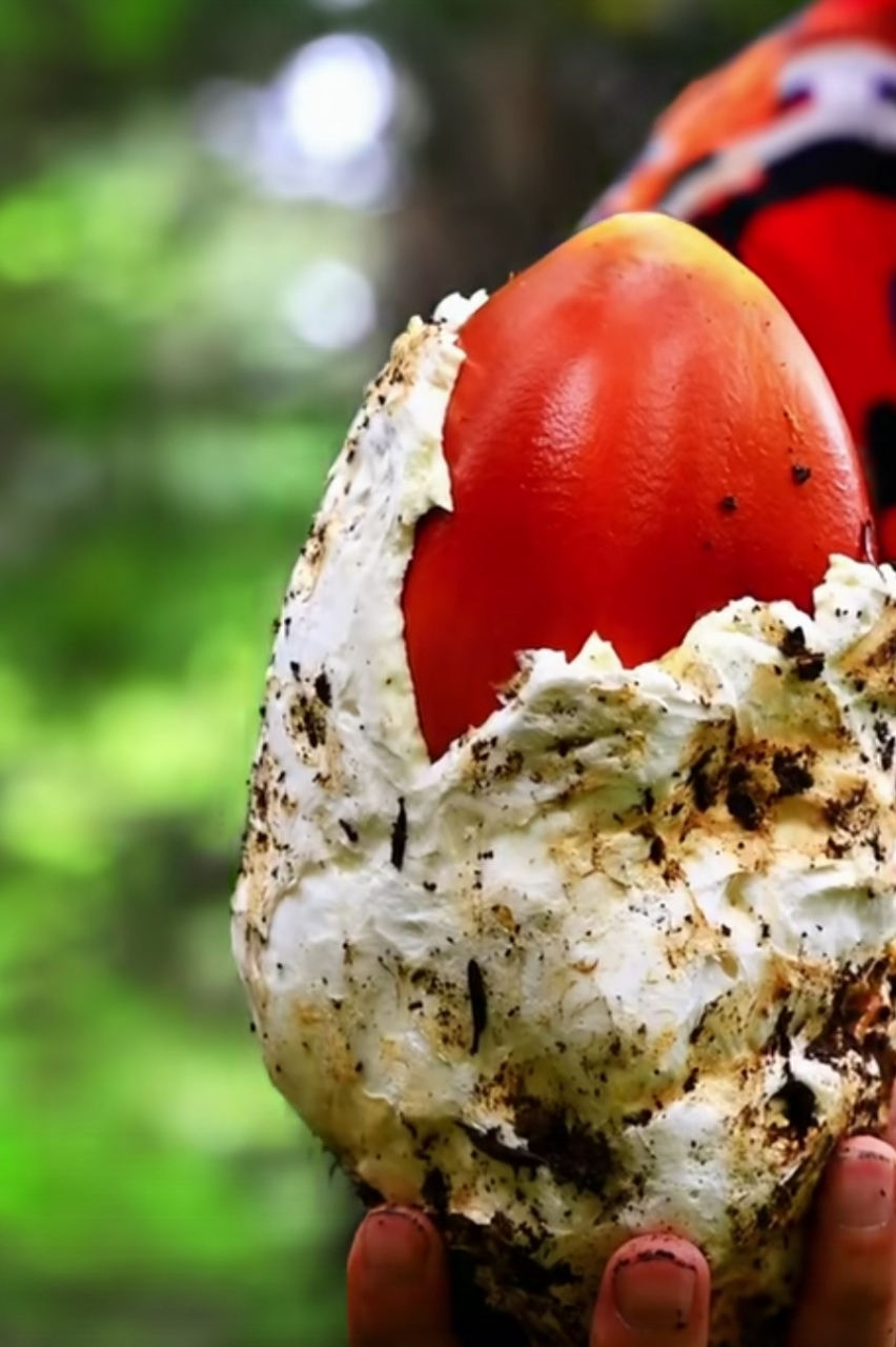 长的像西红柿一样的鹅蛋菌,一般生长在什么山区?