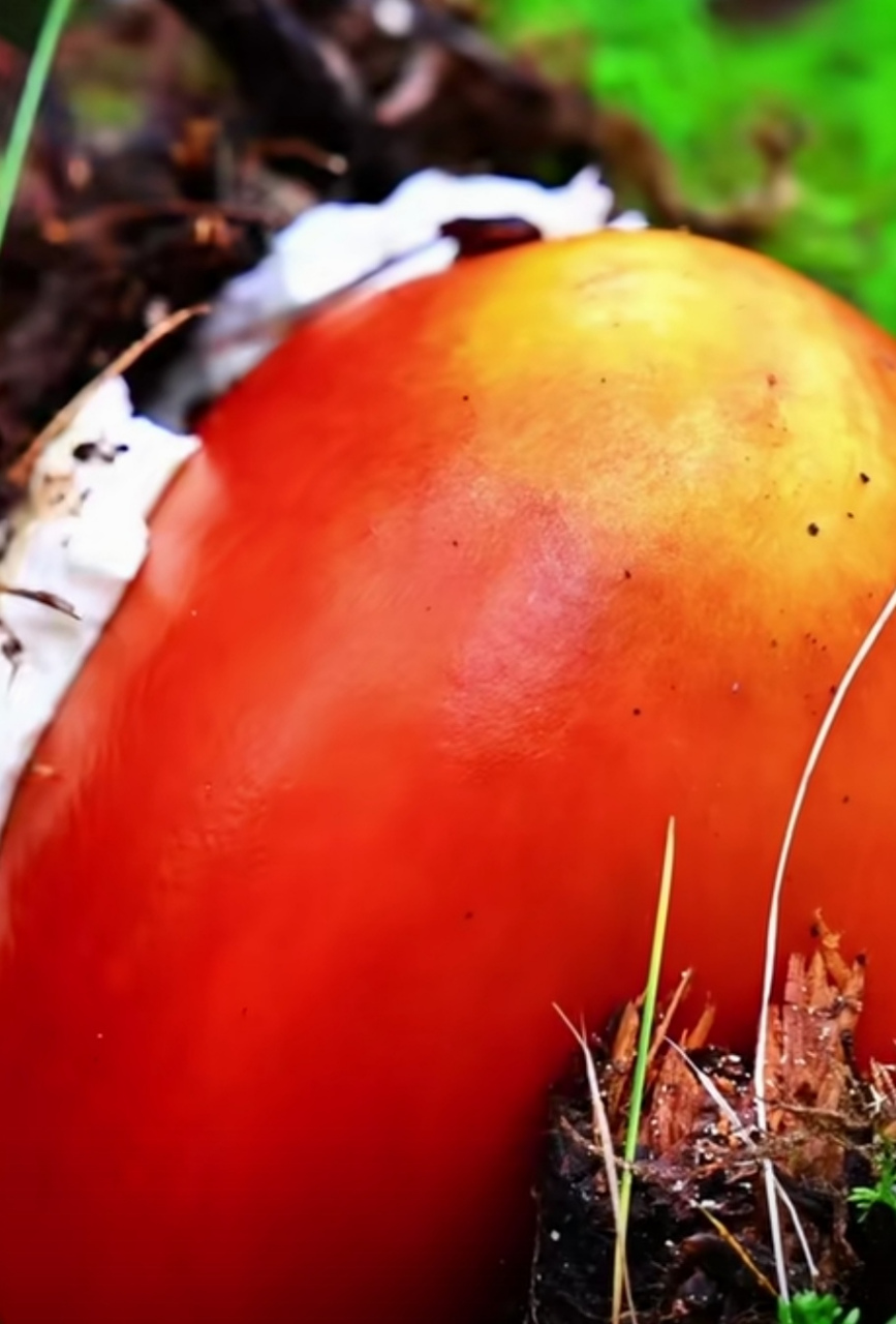 长的像西红柿一样的鹅蛋菌,一般生长在什么山区?