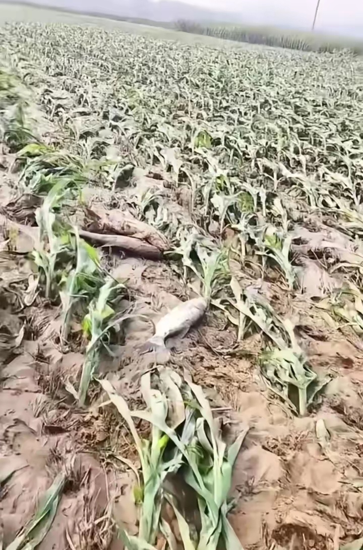 洪水过后,庄稼地一片狼藉