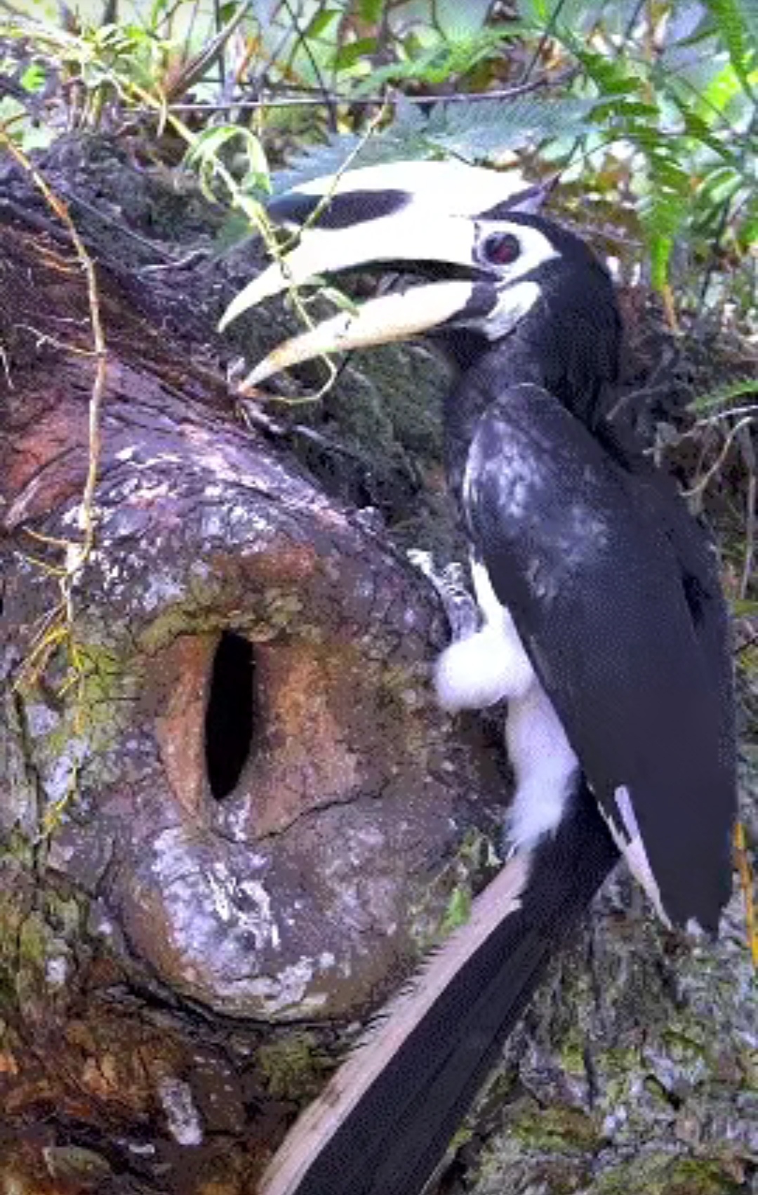 把巢筑在小小的树洞里.鸟宝宝长大了该怎么飞出来?