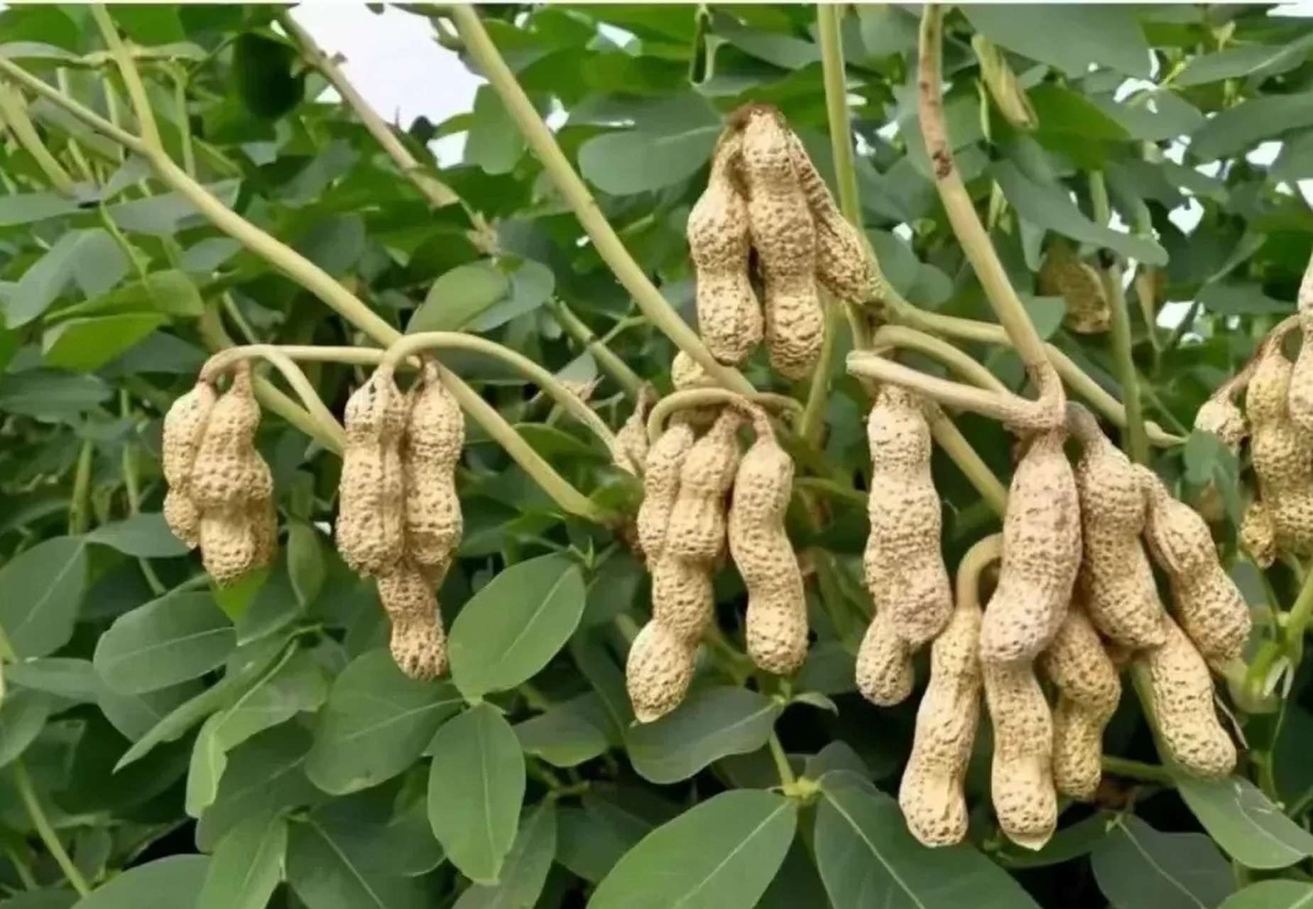 有见过长在树枝上的花生吗?