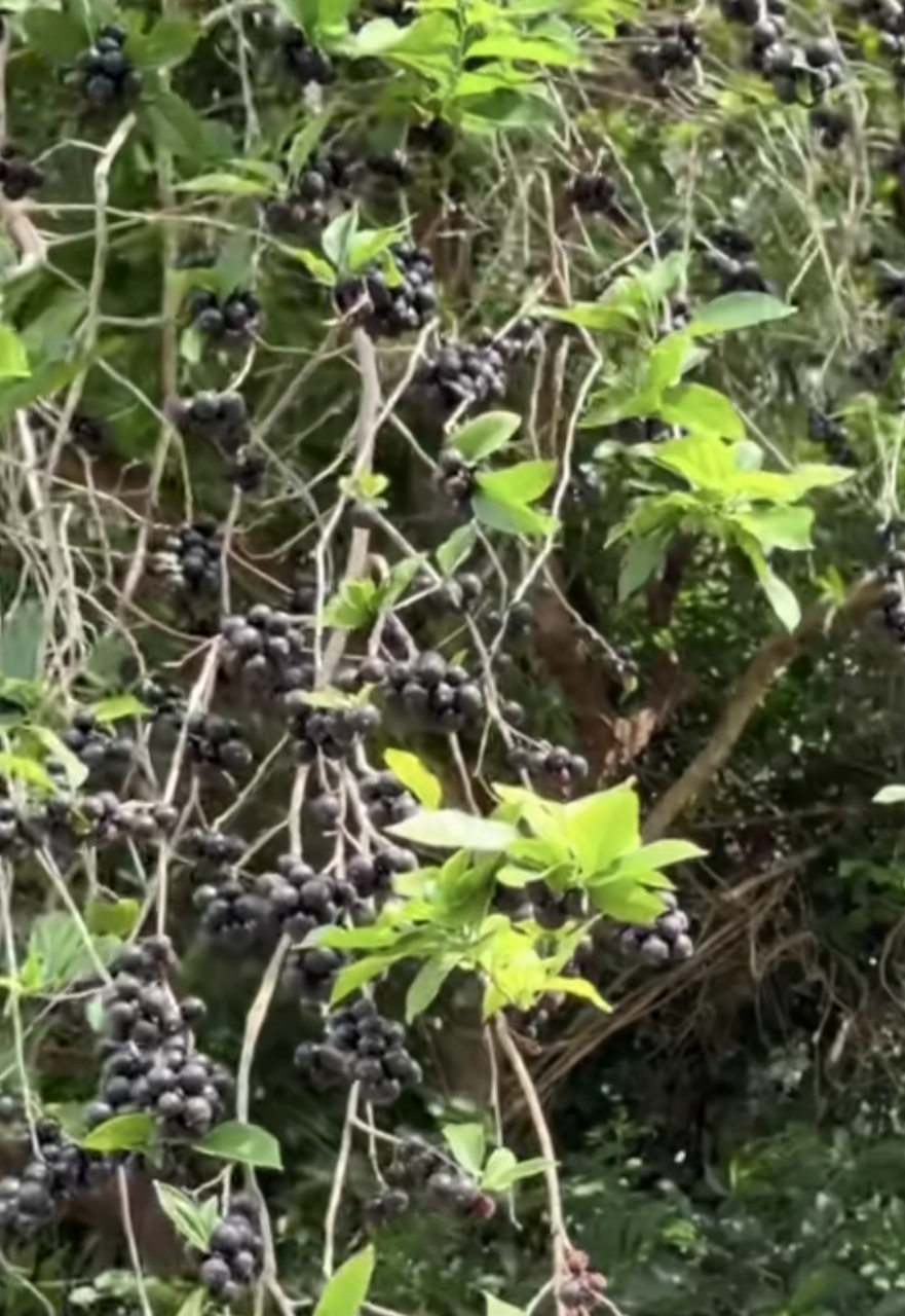 这种水果不能吃多,它还有一个令人生畏的名字:"割舌果".