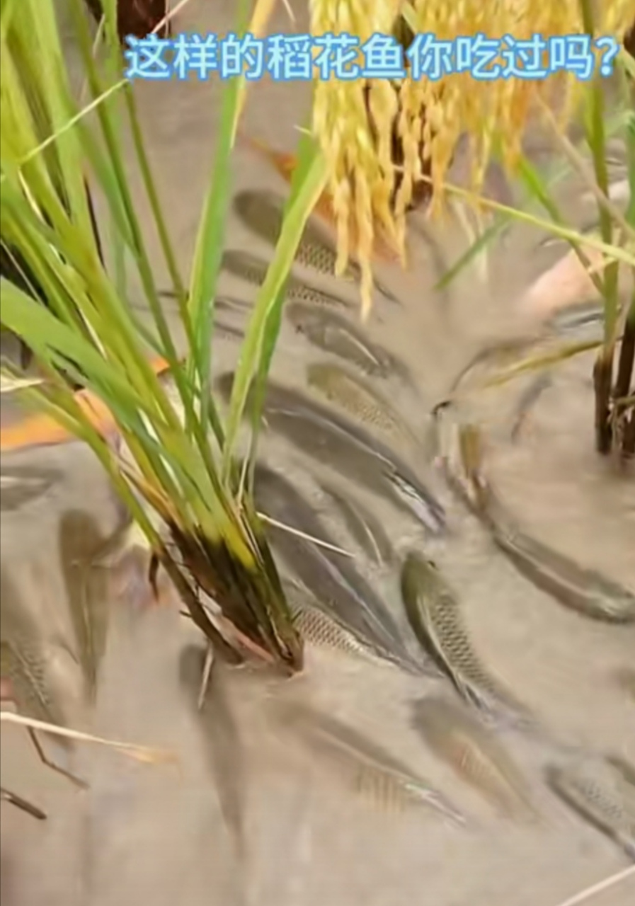 稻田里养的鱼和在池塘里养的鱼有什么不同?哪种肉质好吃?
