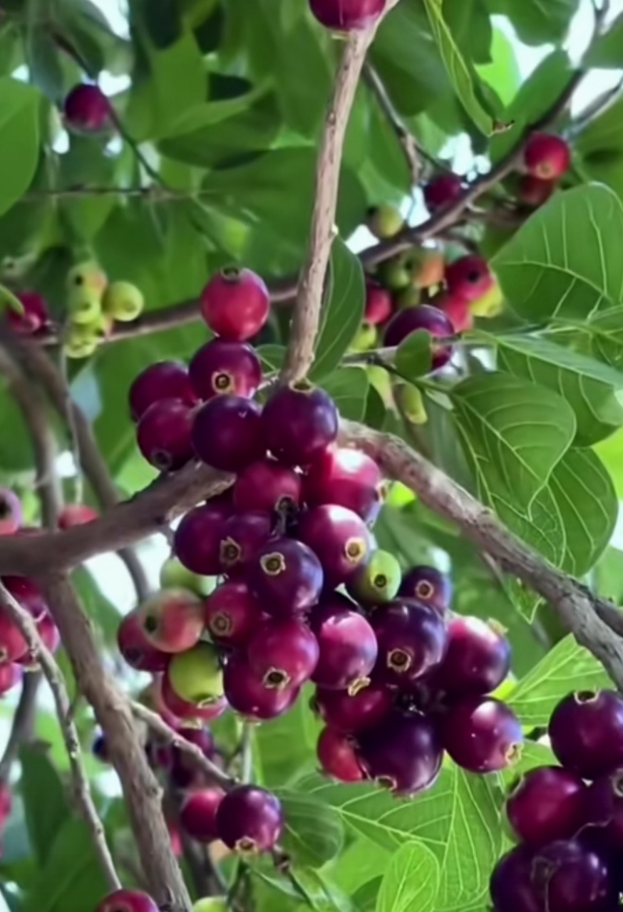 这种水果不能吃多,它还有一个令人生畏的名字:"割舌果".