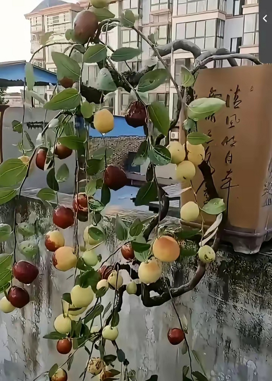 盆栽大枣挂满了枝头,确实挺诱人的.