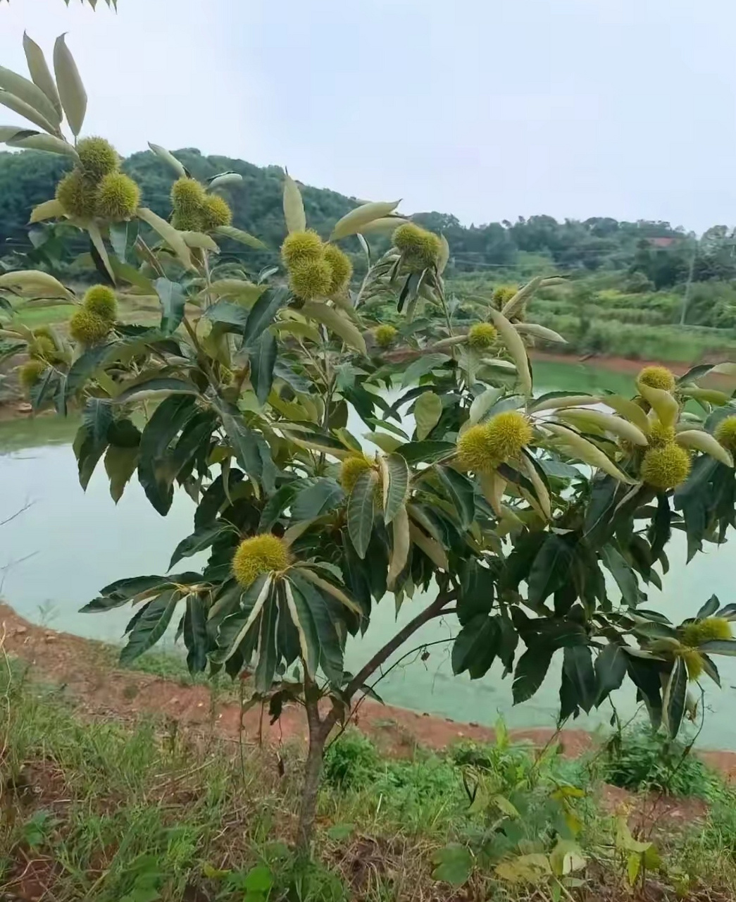 野生小板栗树及图片图片