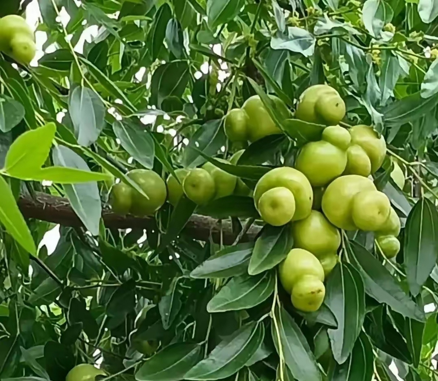 青枣真实图片