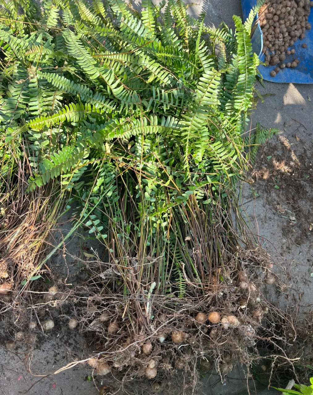 这是什么绿色植物?根部结的果很像小土豆.