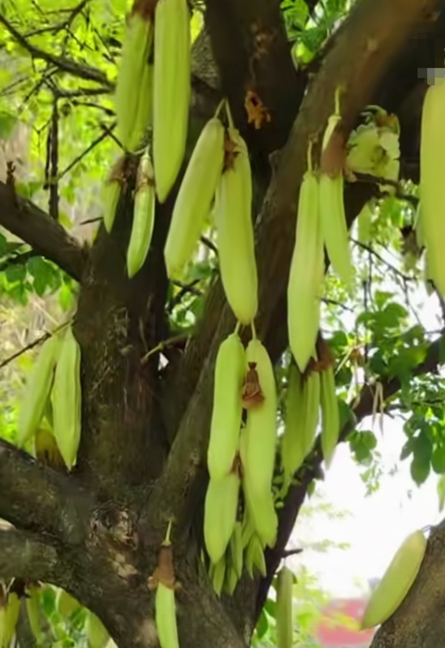 这是蜡烛树,树上的果实非常好吃,只有热带气候的雨林中才有的特异果树