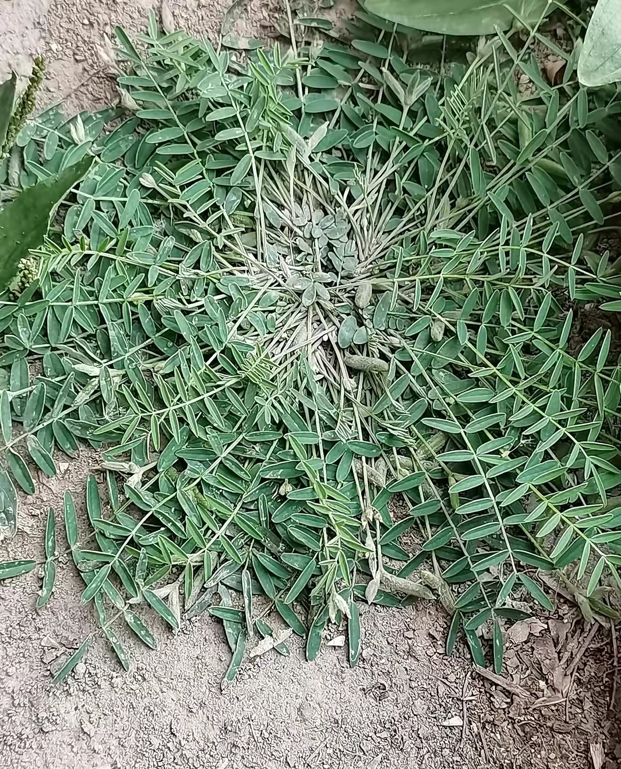 这是什么草?乡下也不一定能常见到