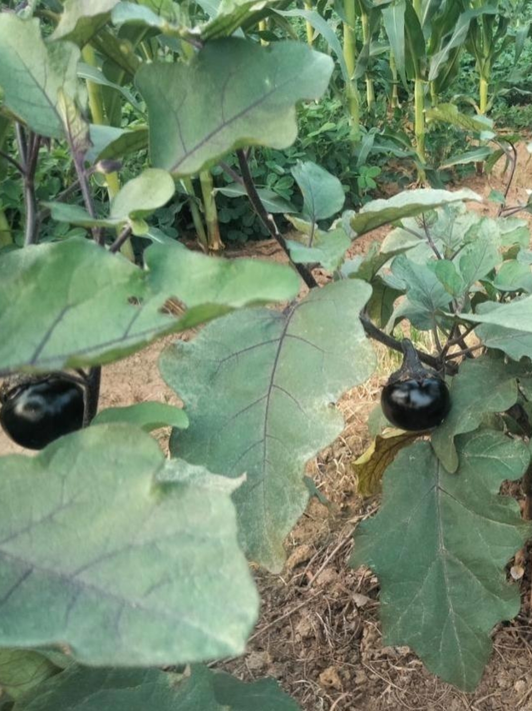 老妈辛辛苦苦种的茄子,盼了整整一个月,可算结果啦!