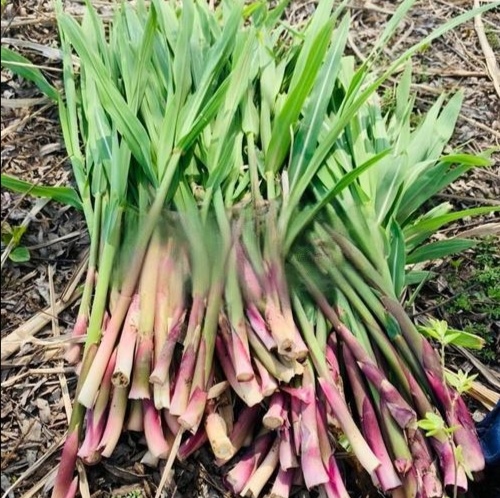 与芦笋叶子是来源,部位,特性均不同的两种食材,主要