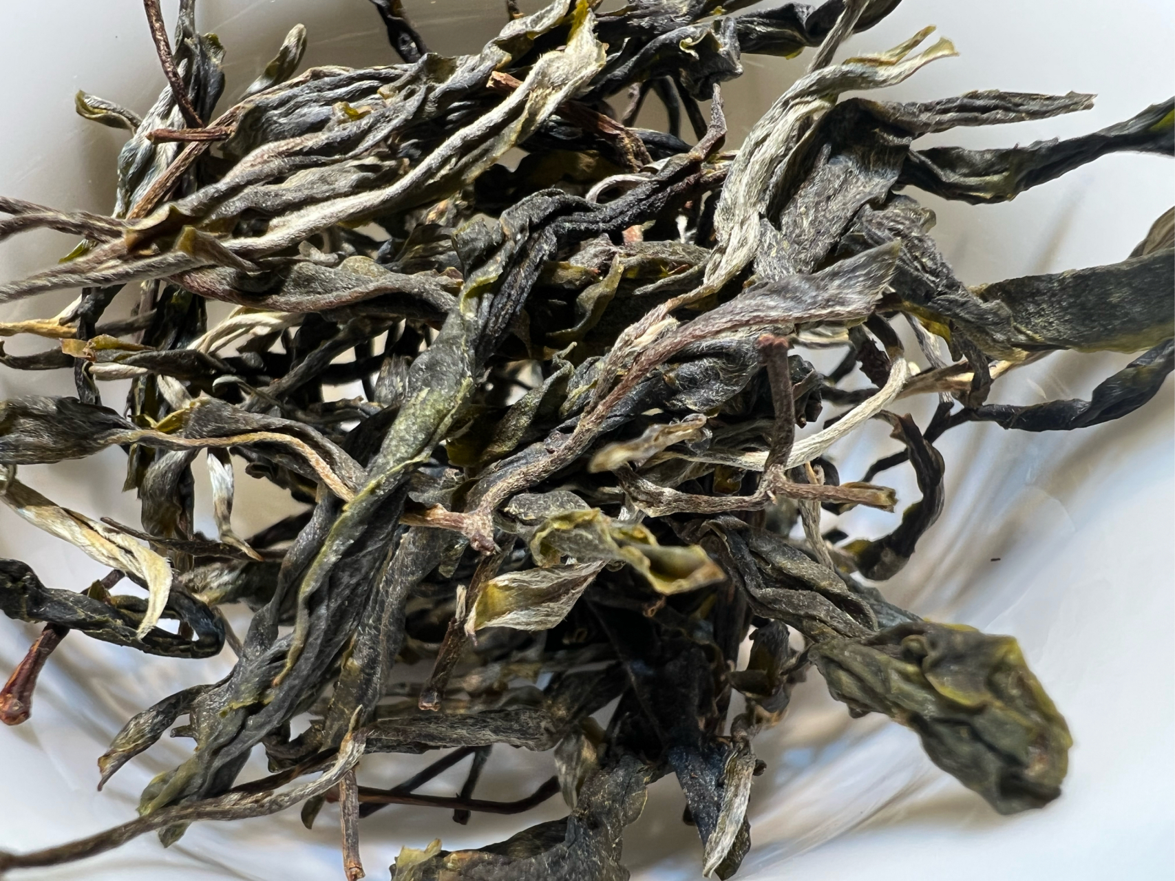 2023纸山箐古树 苍劲有力的古树群落,得天独厚的生