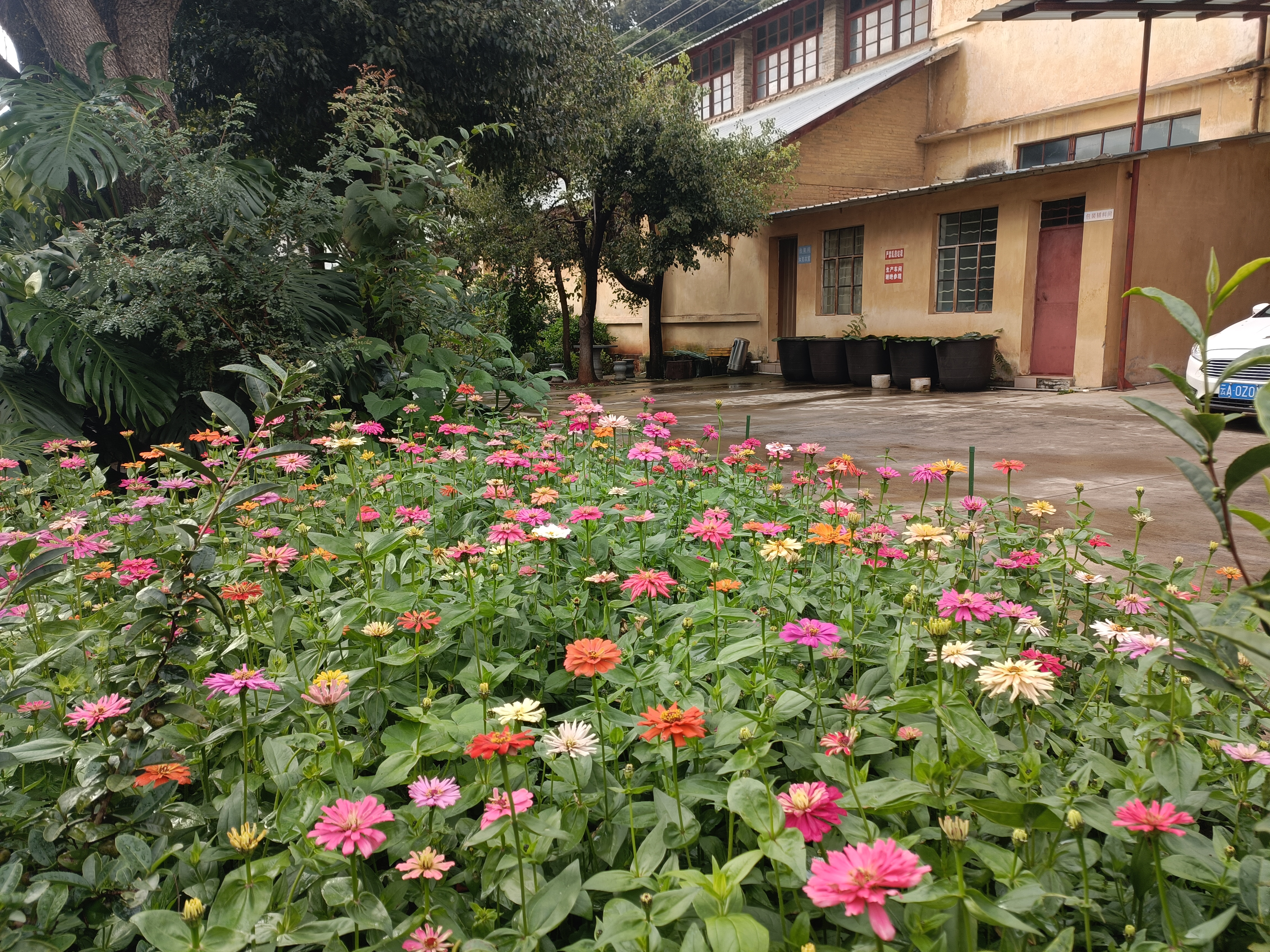 云南宜良花卉种植基地图片