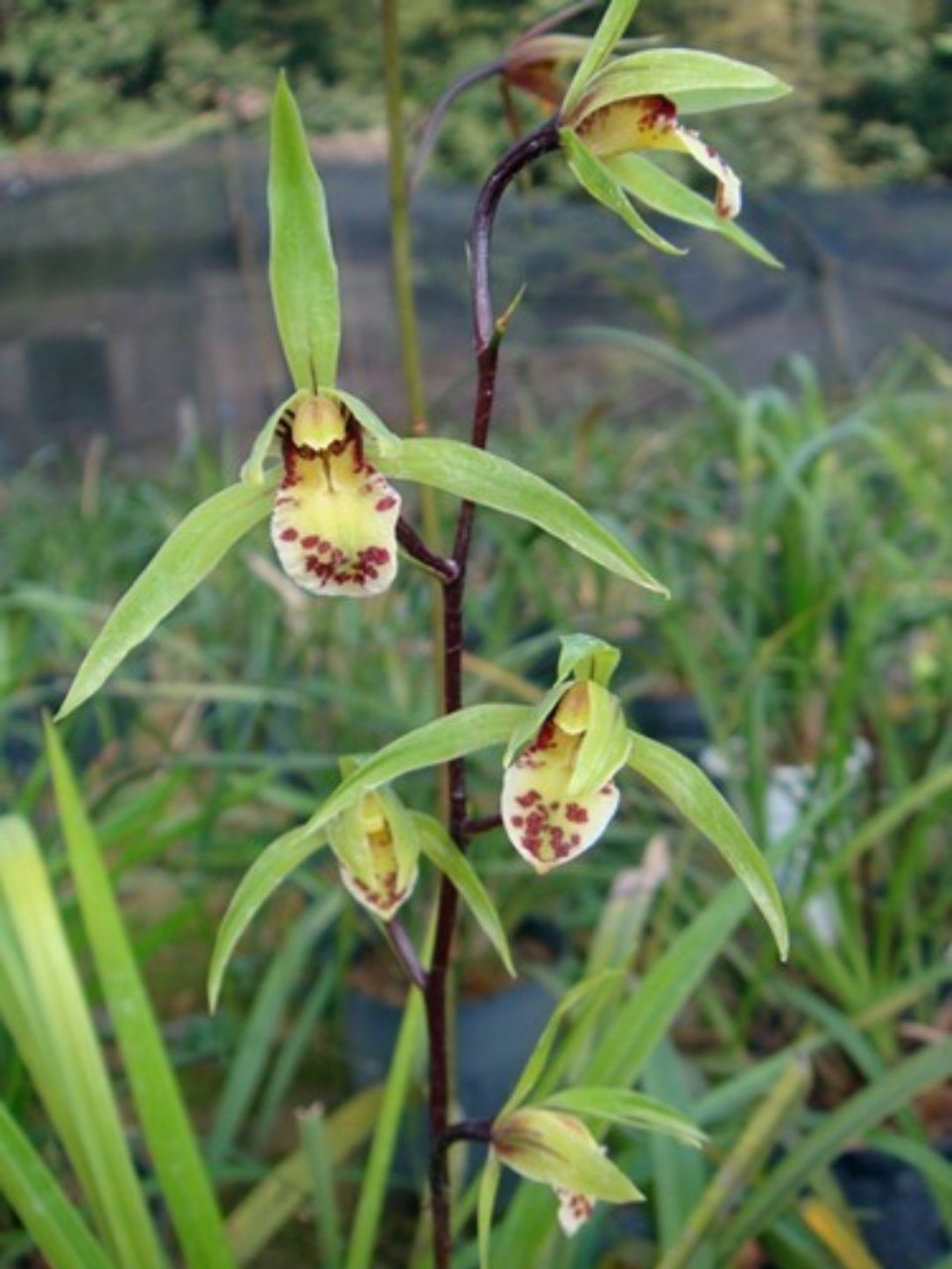 兰 幽居深山绝尘俗,餐风饮露性高洁, 清风明月来相伴,无人赏识自芬芳.