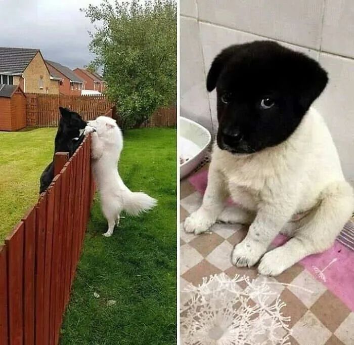 黑狗与白色的狗相爱了.