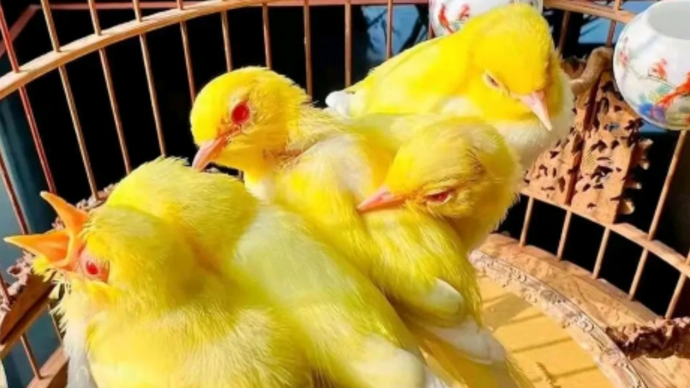 绣眼鸟##绣眼#春天到了,绣眼鸟又到了繁殖的季节